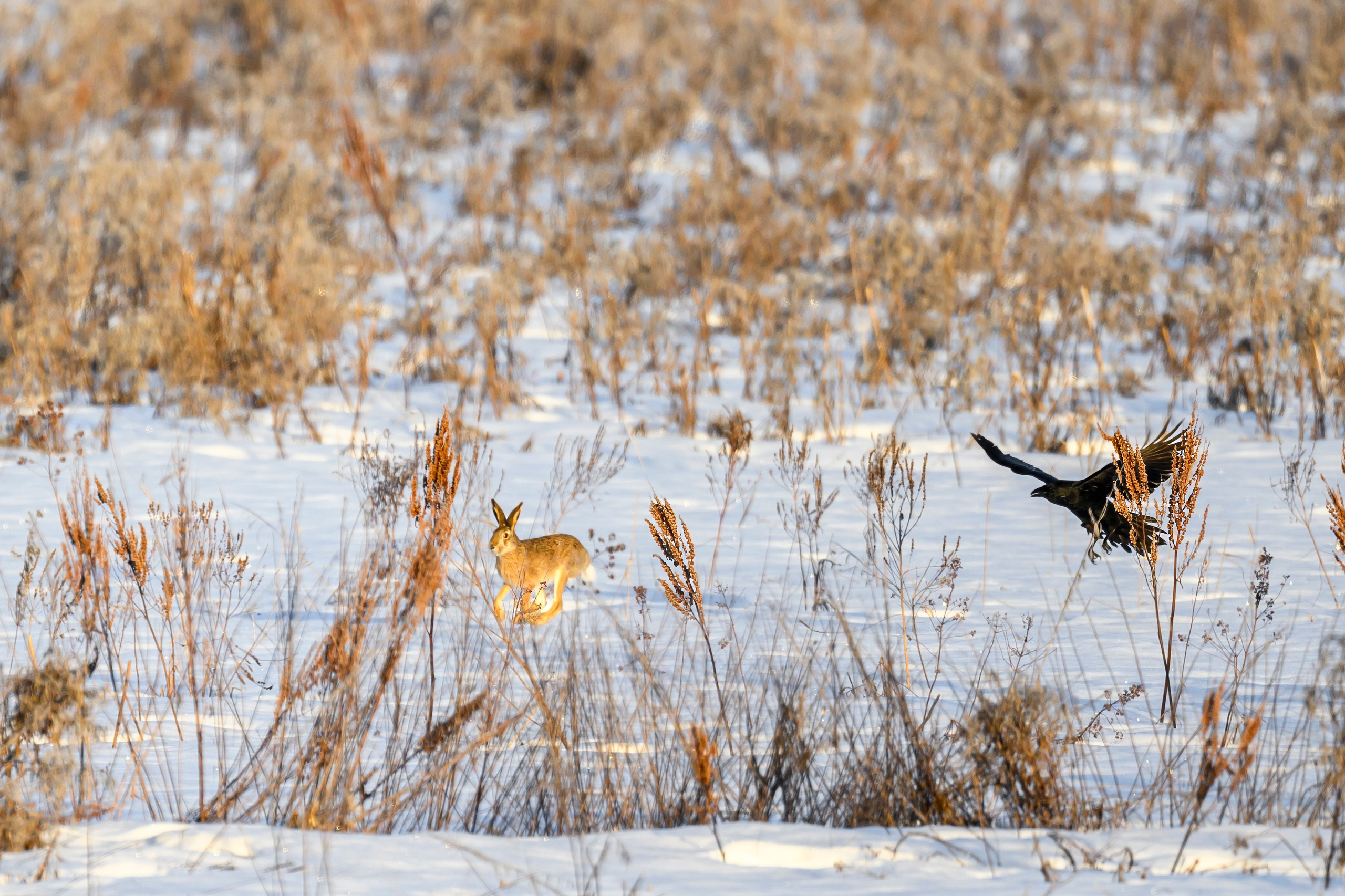 Чёрный ворон, чёрный ворон, Что ж ты вьёшься надо мной?. Фотограф Сергей Пупонин