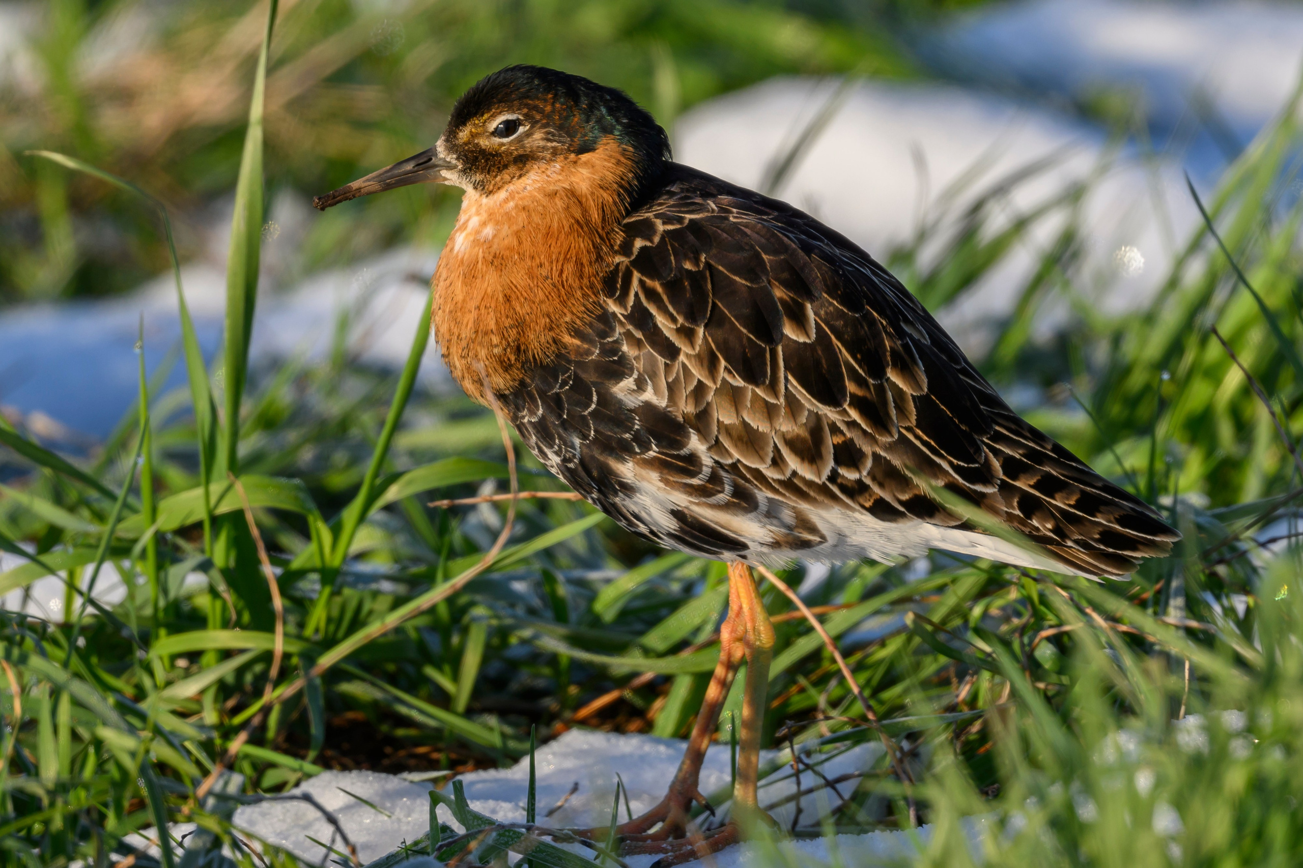 После снегопада. Wildlife photography by Sergey Puponin