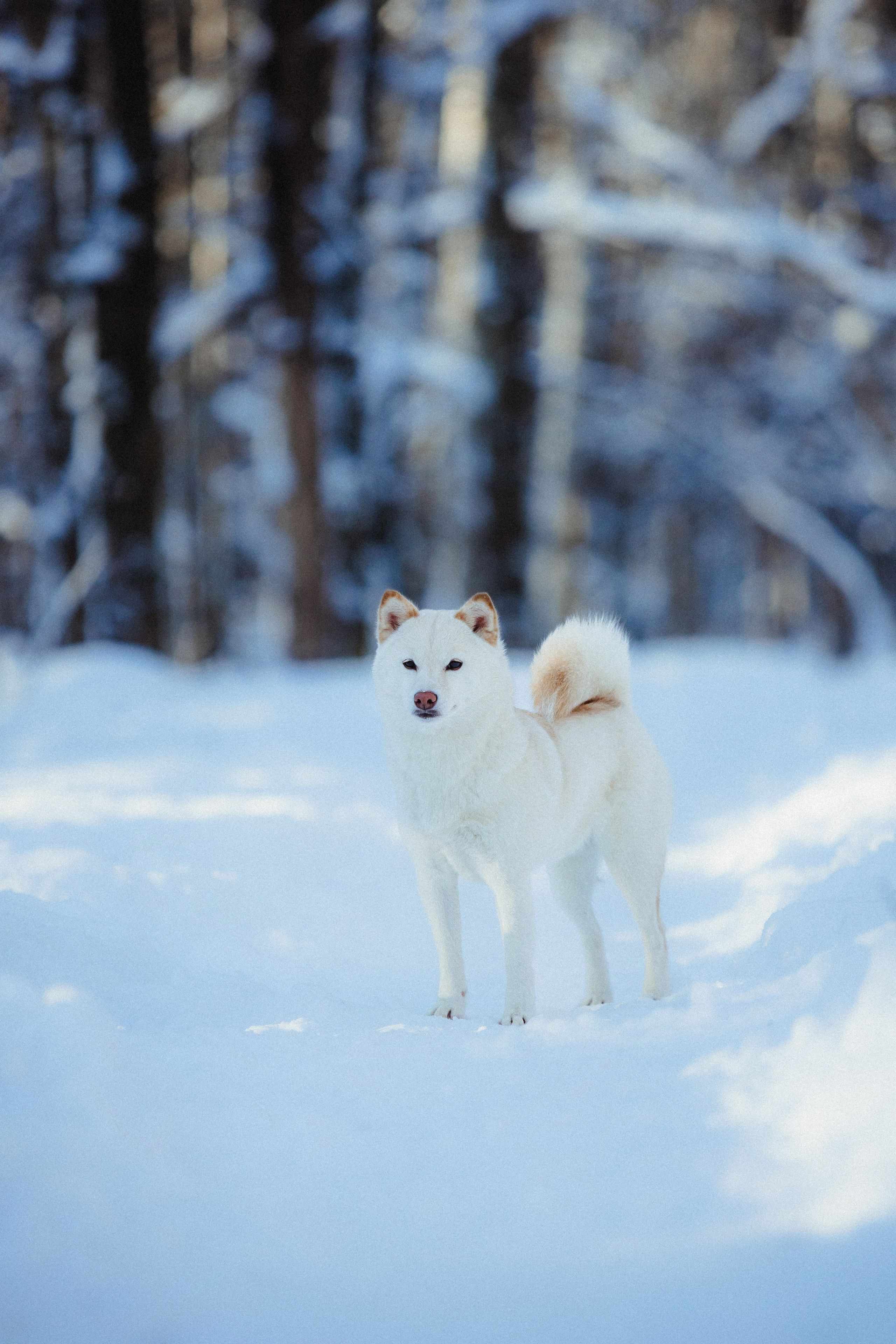 Шед, Цири и Ира