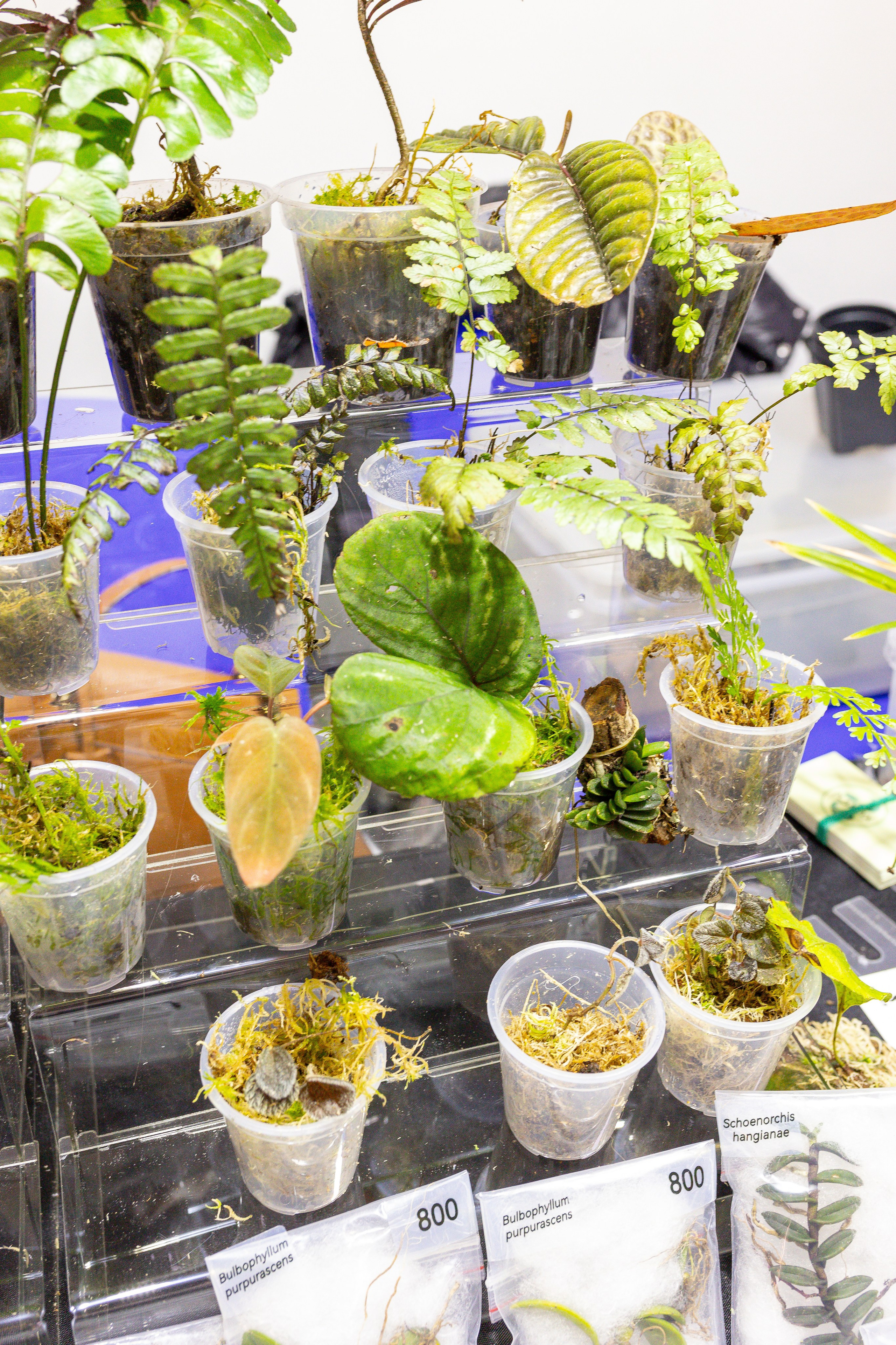 Монстериум 11–12 октября. Александра Куликова фотограф, Москва