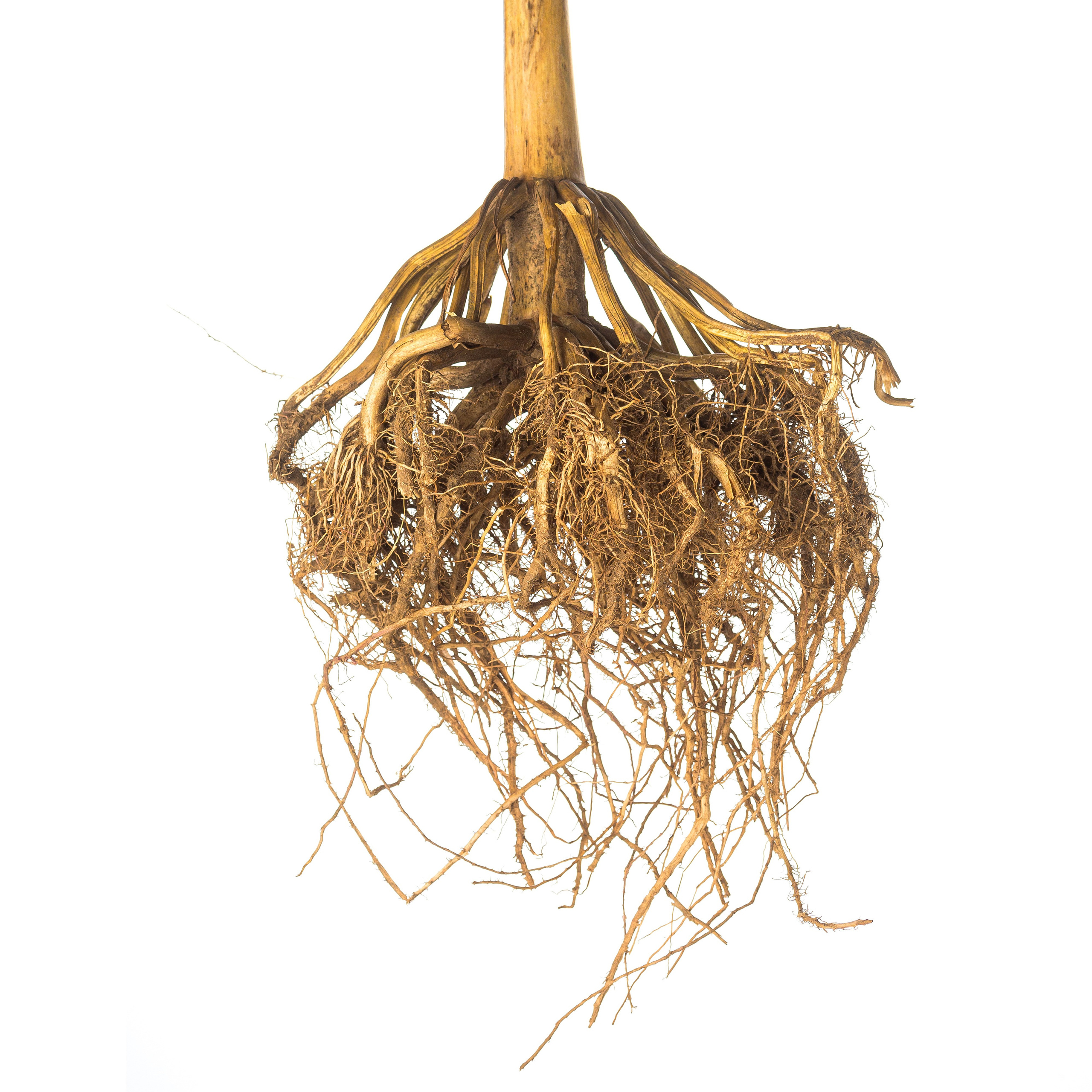 Предметная фотосъемка. Фотограф Дмитрий Блюдой