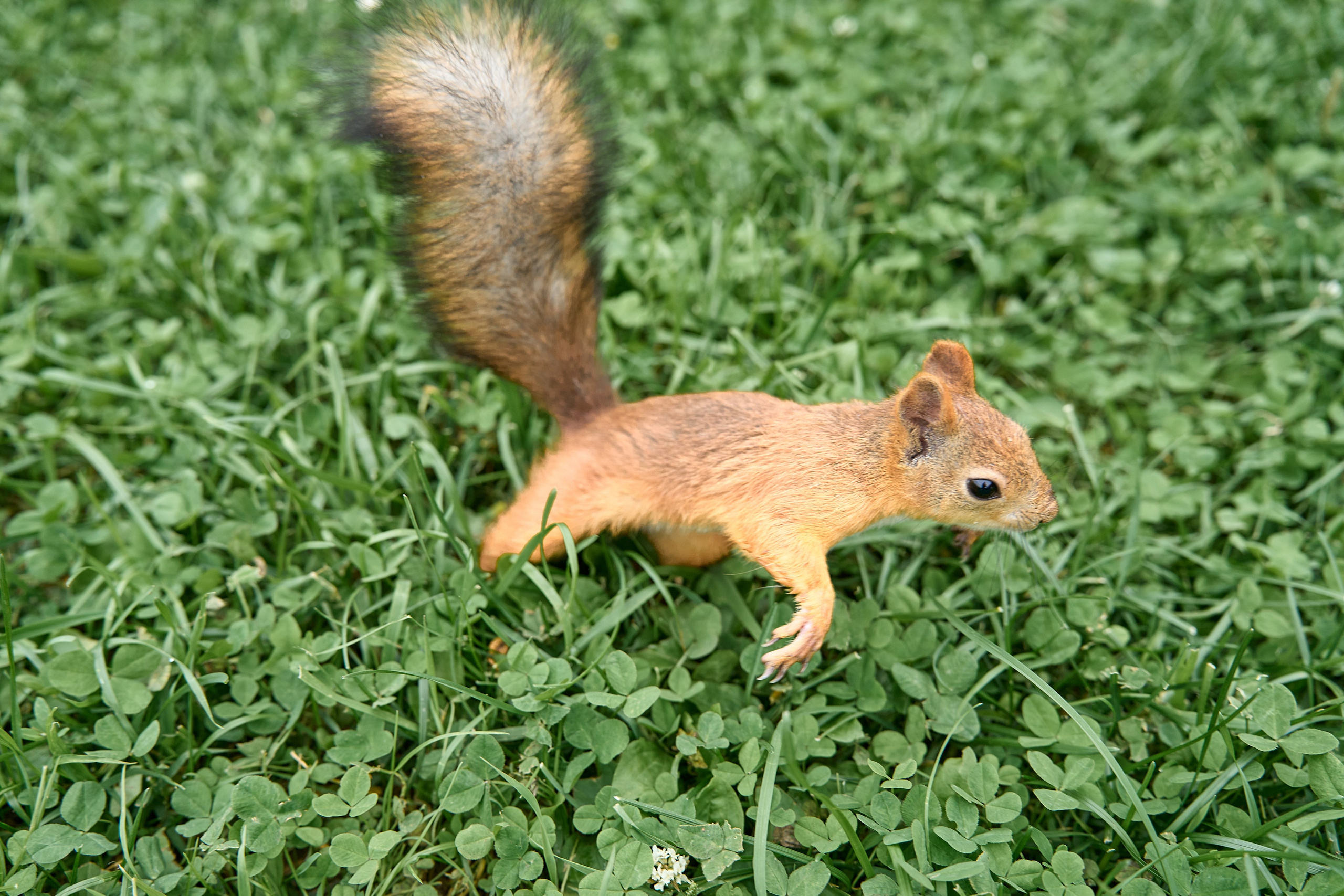 Свадьба Максима и Алёны. (1) Свадебный фотограф в Москве Роман Август