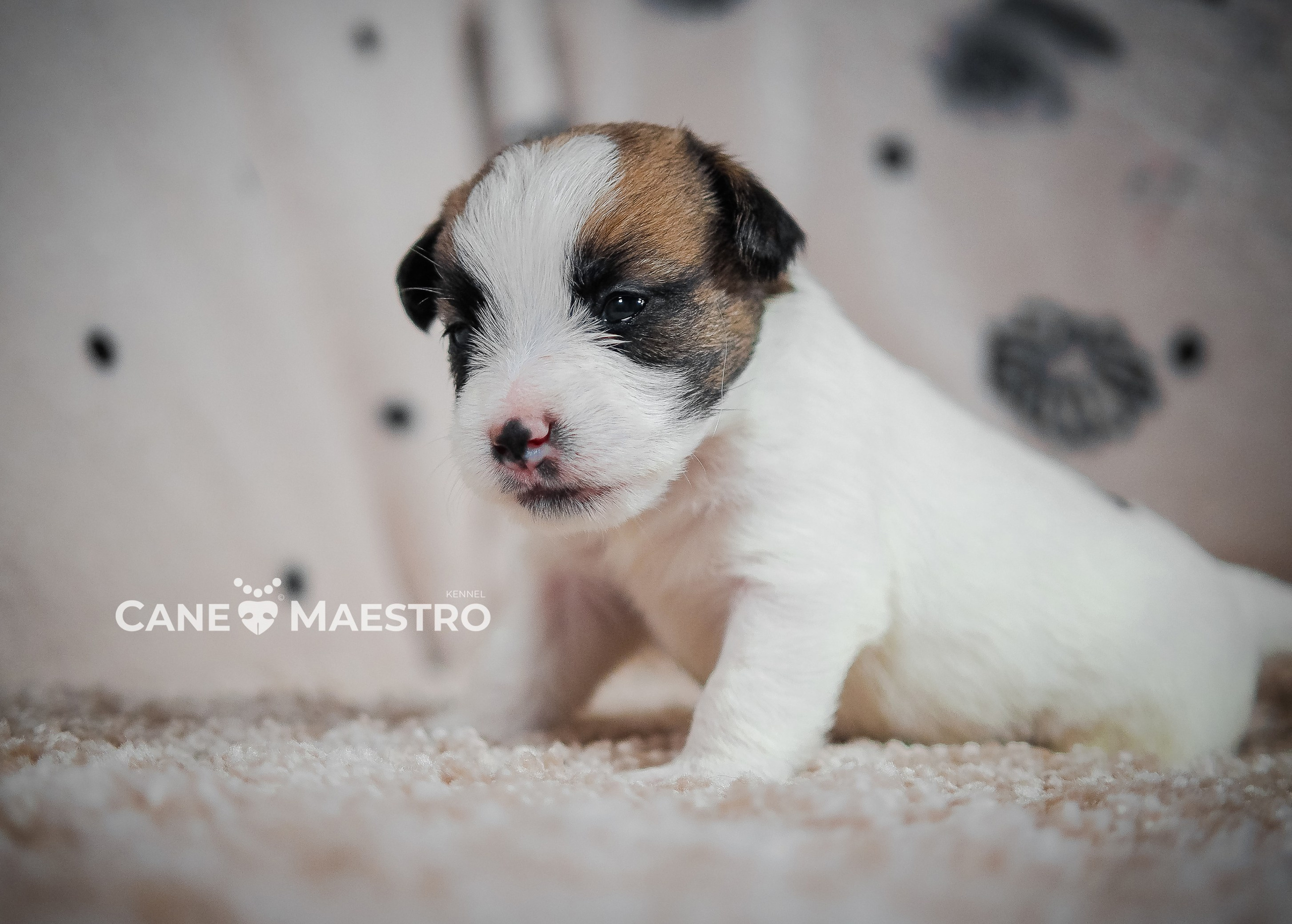 Щенок кобель ДРТ. КАНЕ МАЭСТРО — питомник Джек рассел терьеров