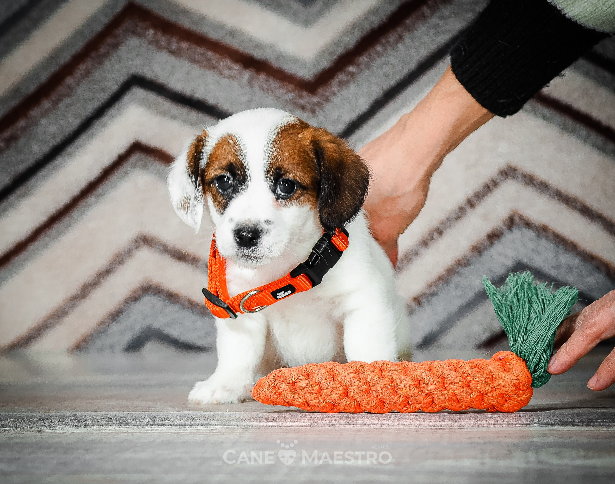 1КОБЛ_МОНОКЛЬ_Ц_ЛИТТЕР. CANE MAESTRO — kennel Jack Russell Terrier