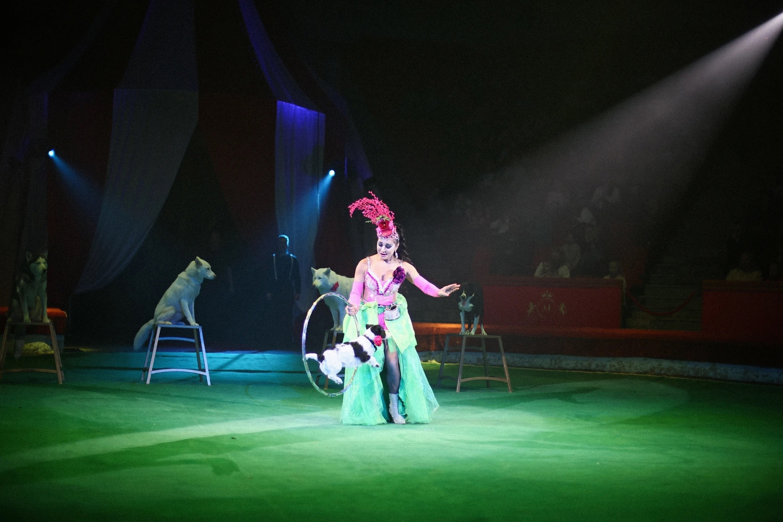 CM_РОККИ. КАНЕ МАЭСТРО — питомник Джек рассел терьеров