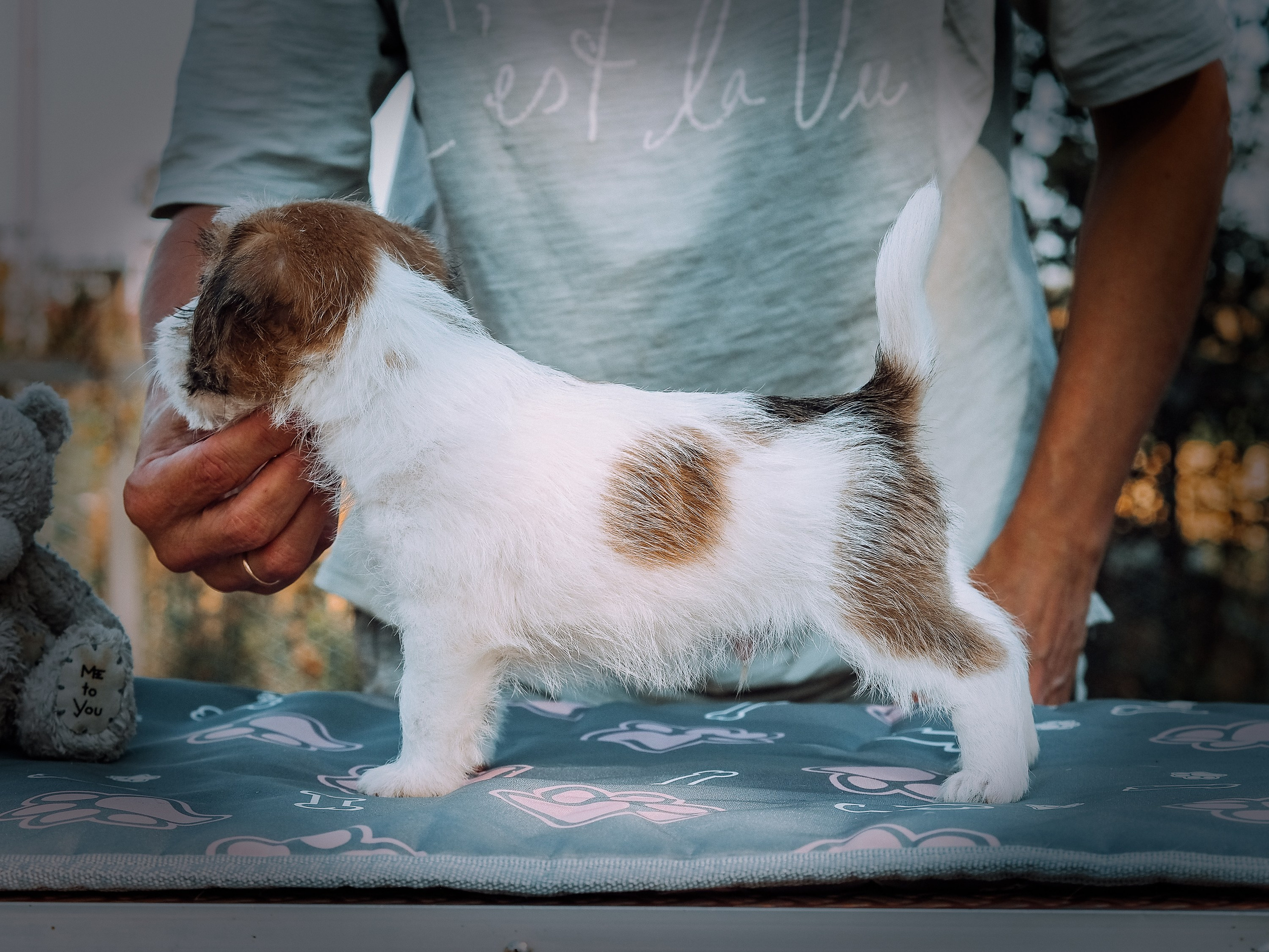 Щенок бело-рыжий джек рассел терьер. КАНЕ МАЭСТРО — питомник Джек рассел терьеров