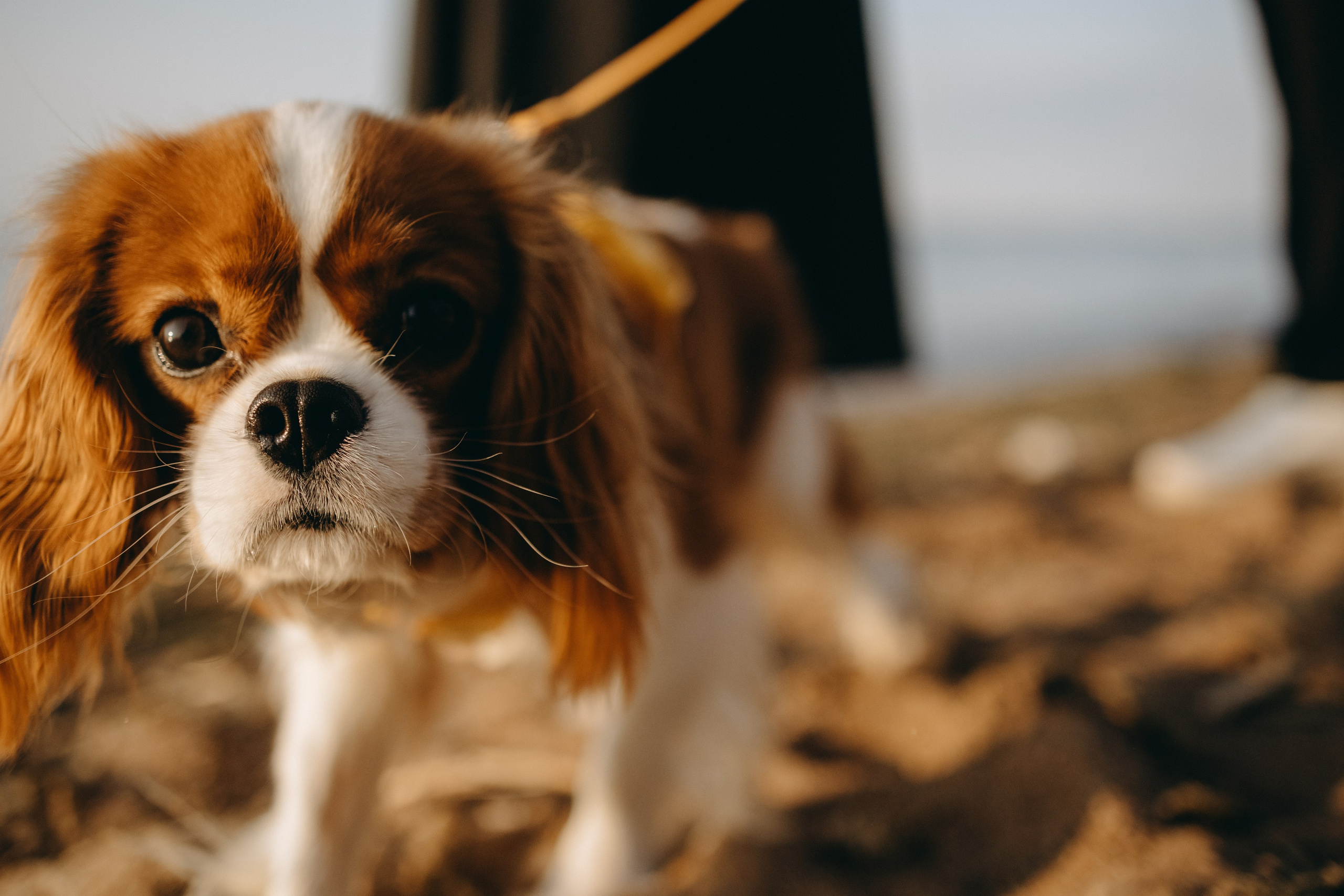 Лу и его семья. Фотограф — Анималист | Санкт-Петербург