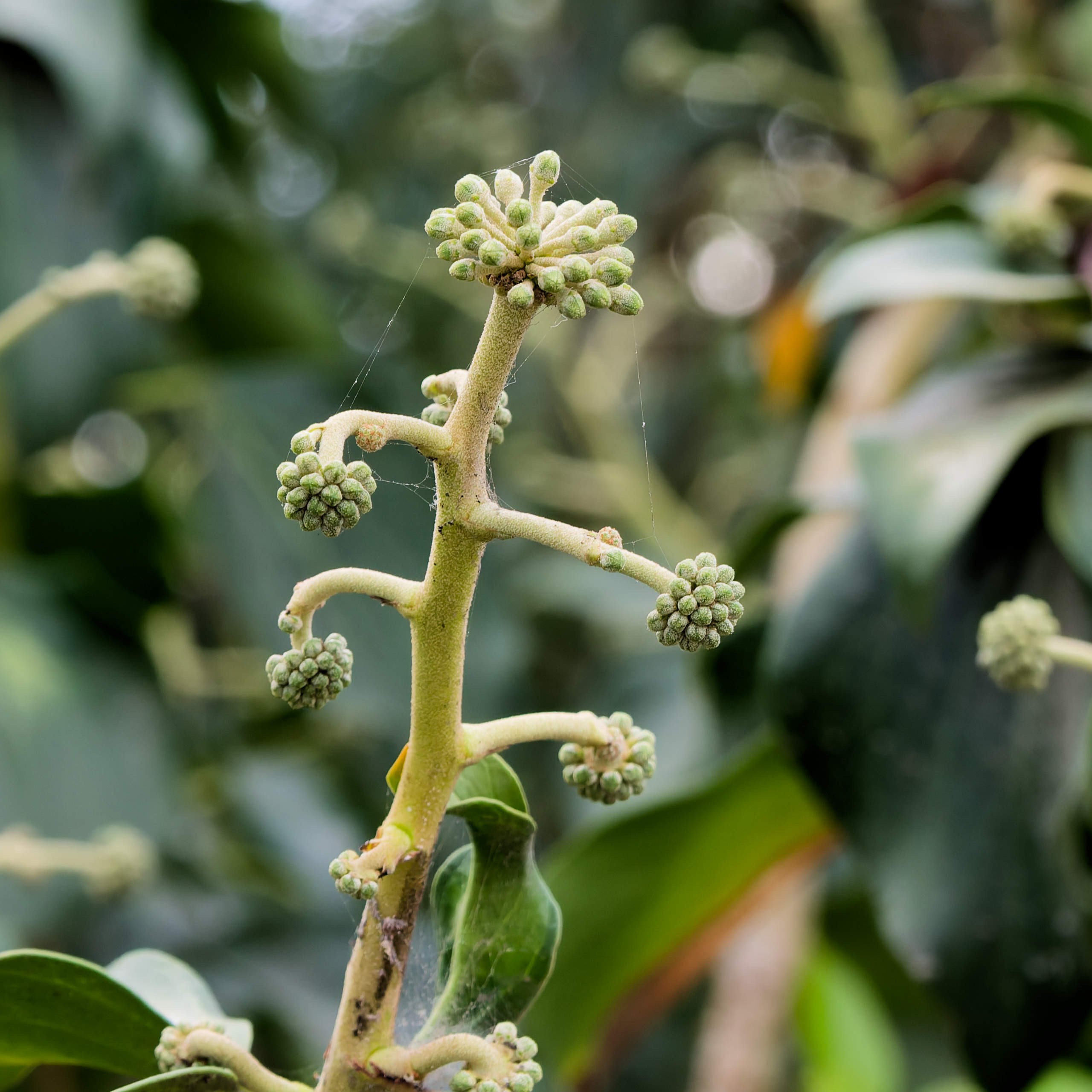 Алания 2025, природа. Избранные фотографии