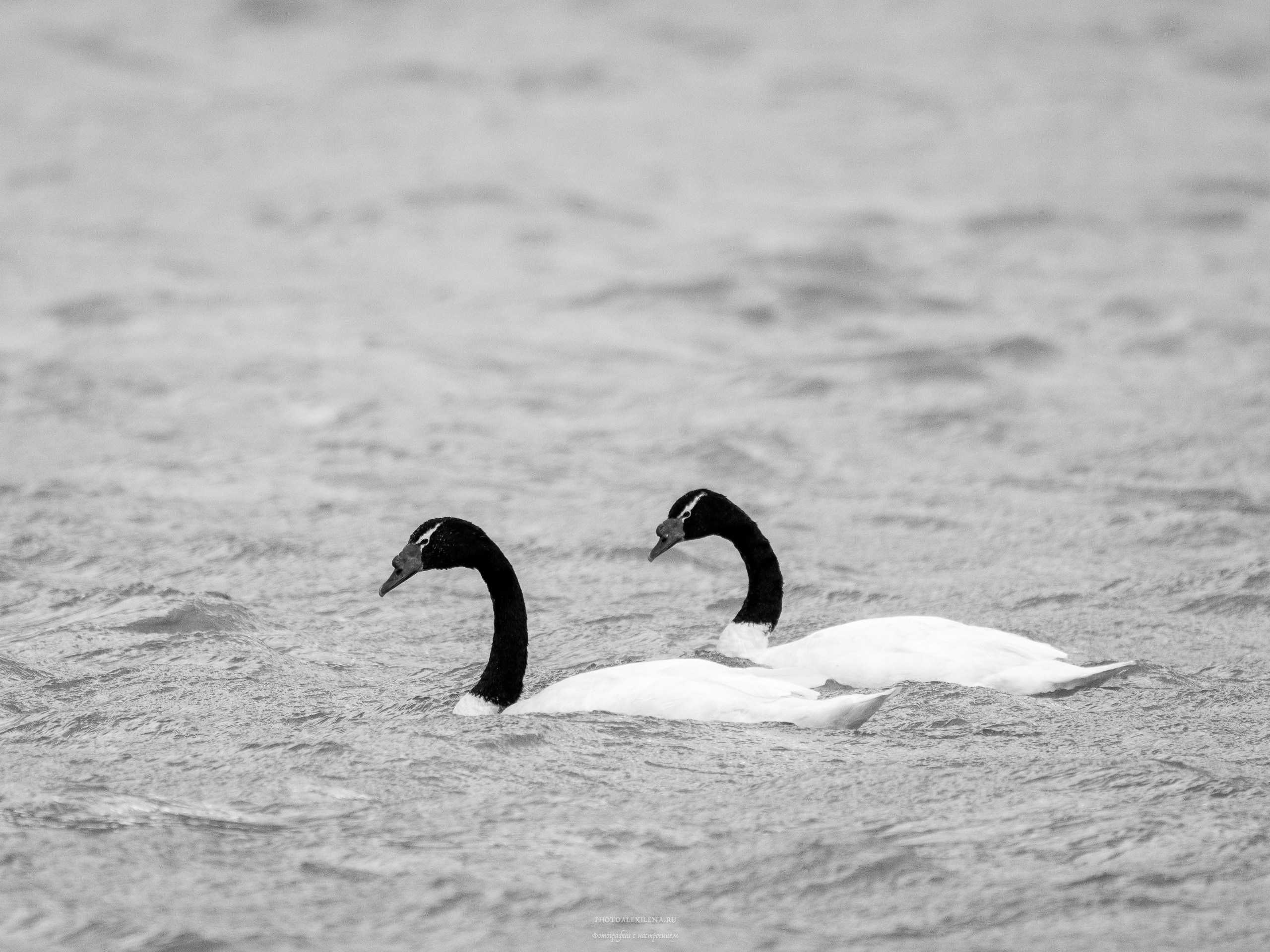 Чёрно-белые птицы. Авторские стильные фотокартины