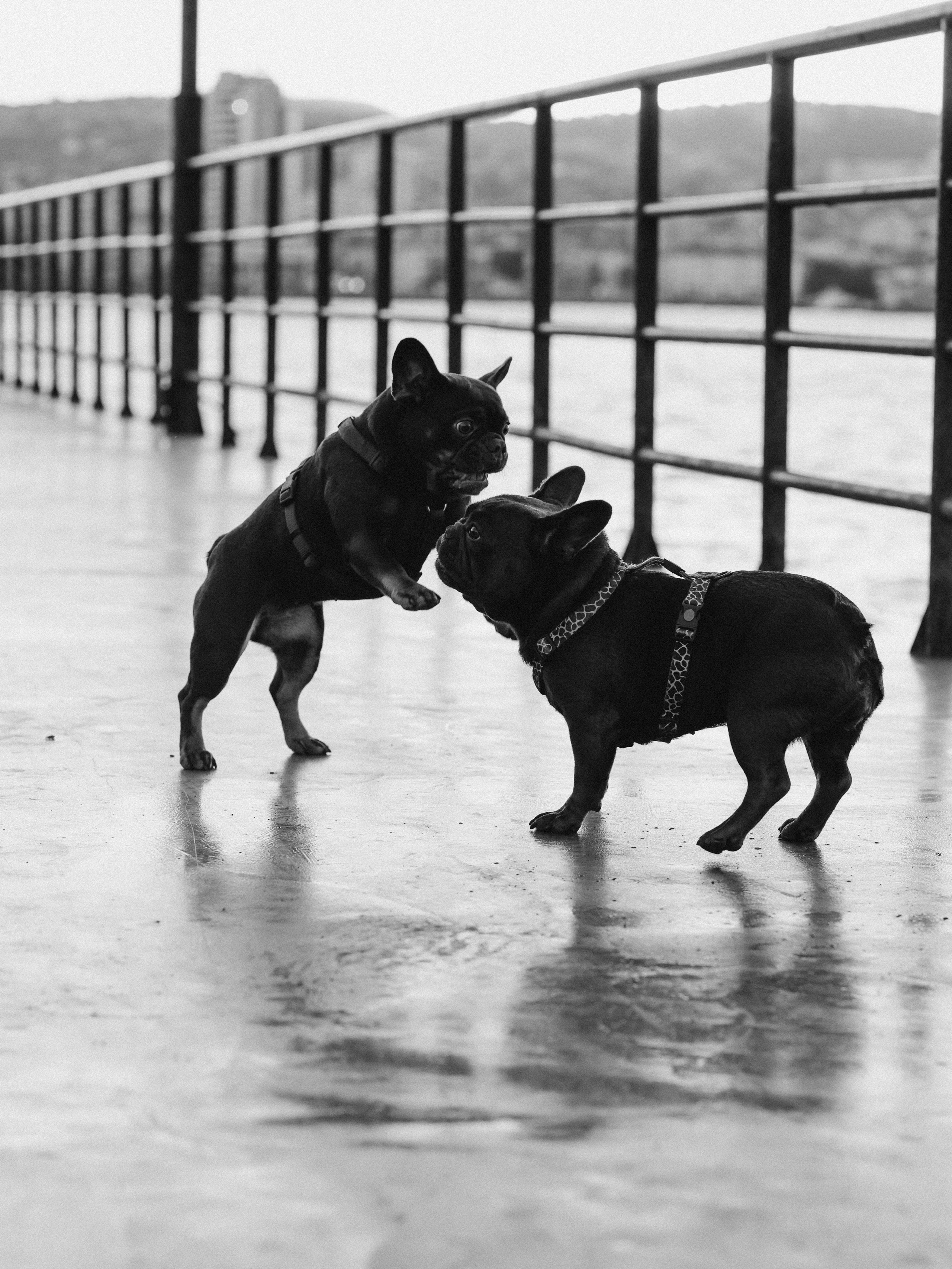 Нелли Буня и Луня. Фотограф-анималист в Москве Кириллова Татьяна