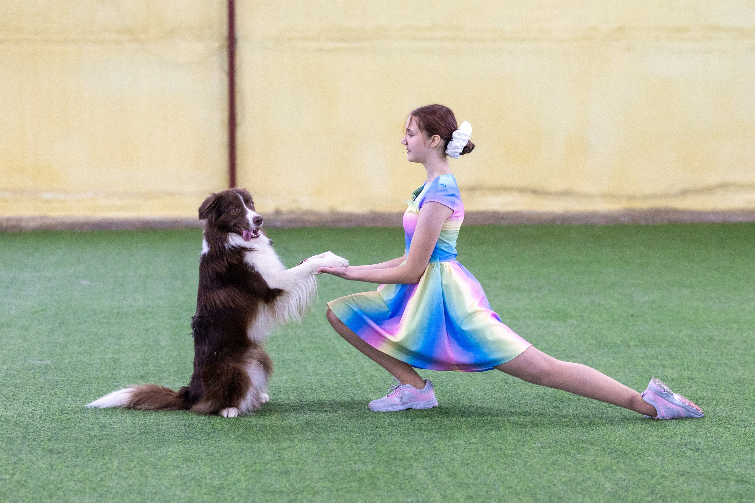 Соревнования танцы. Фотограф-анималист в Москве Кириллова Татьяна