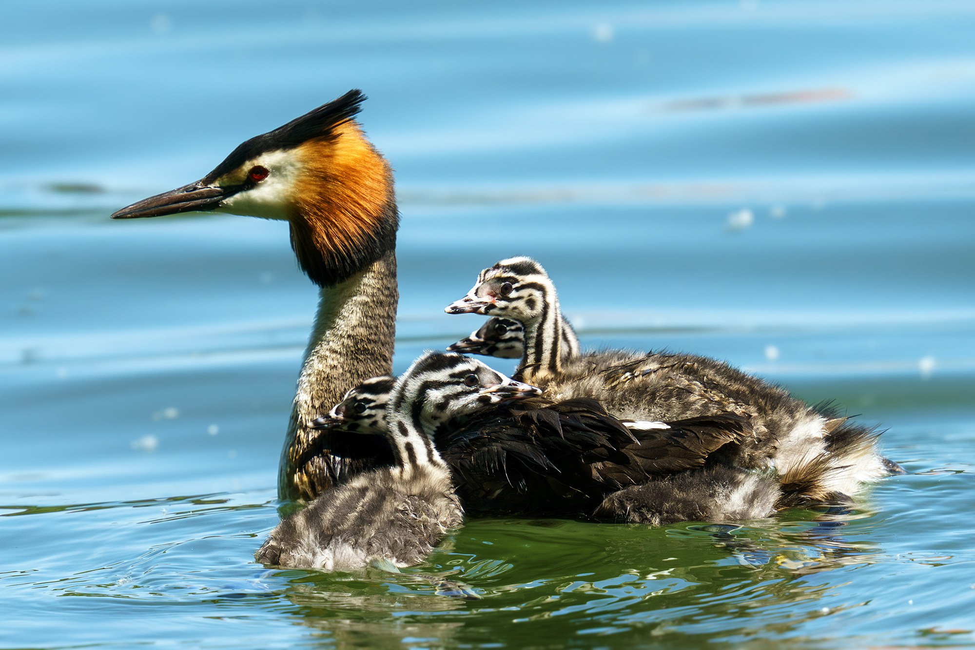 Удивительные мир птиц. Вокруг нас столько прекрасного — присмотритесь!. Ваш личный фотограф Марина Волкова