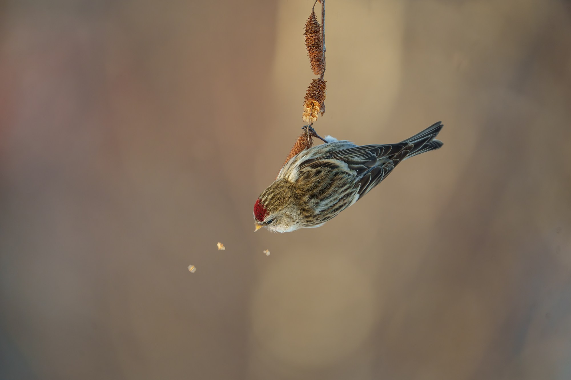 Удивительные мир птиц. Вокруг нас столько прекрасного — присмотритесь!. Ваш личный фотограф Марина Волкова