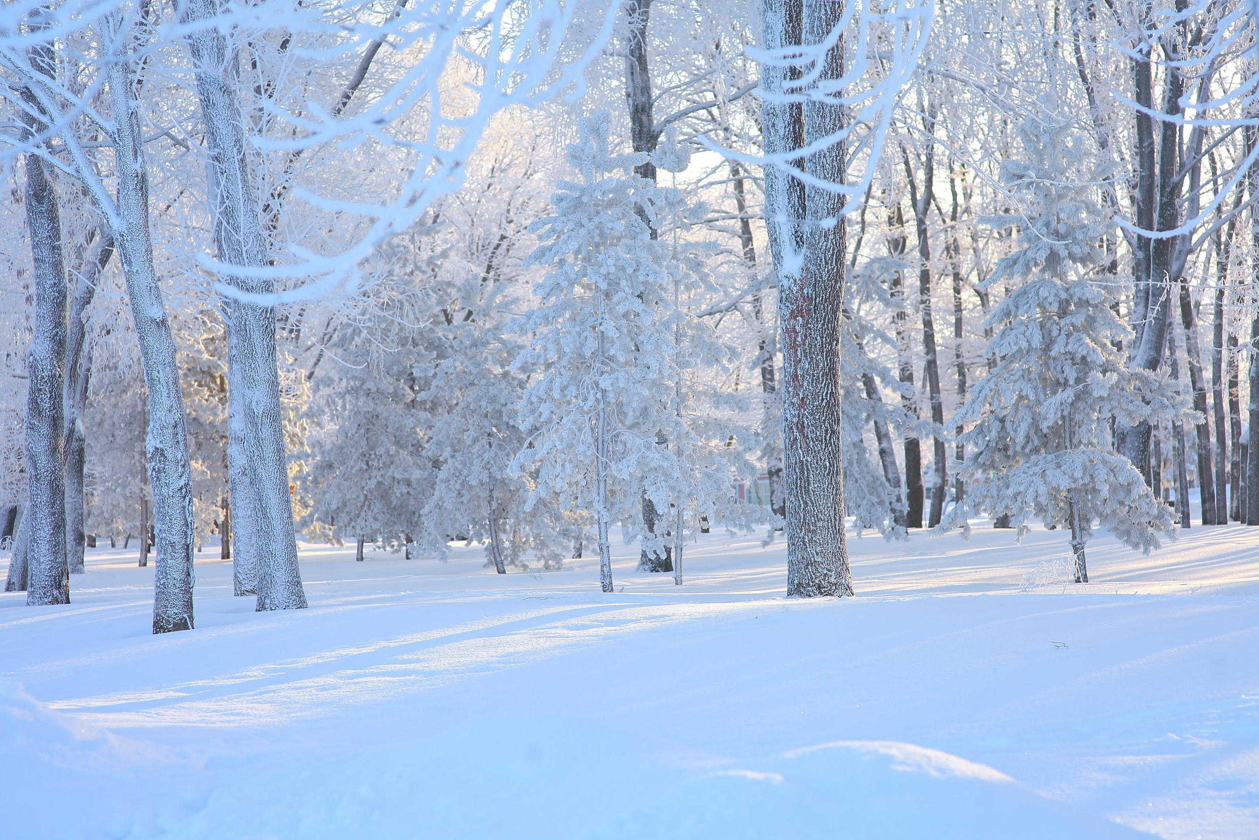 Средняя полоса. Свадебный и репортажный фотограф в Ярославле и Санкт-Петербурге Роман Микрюков