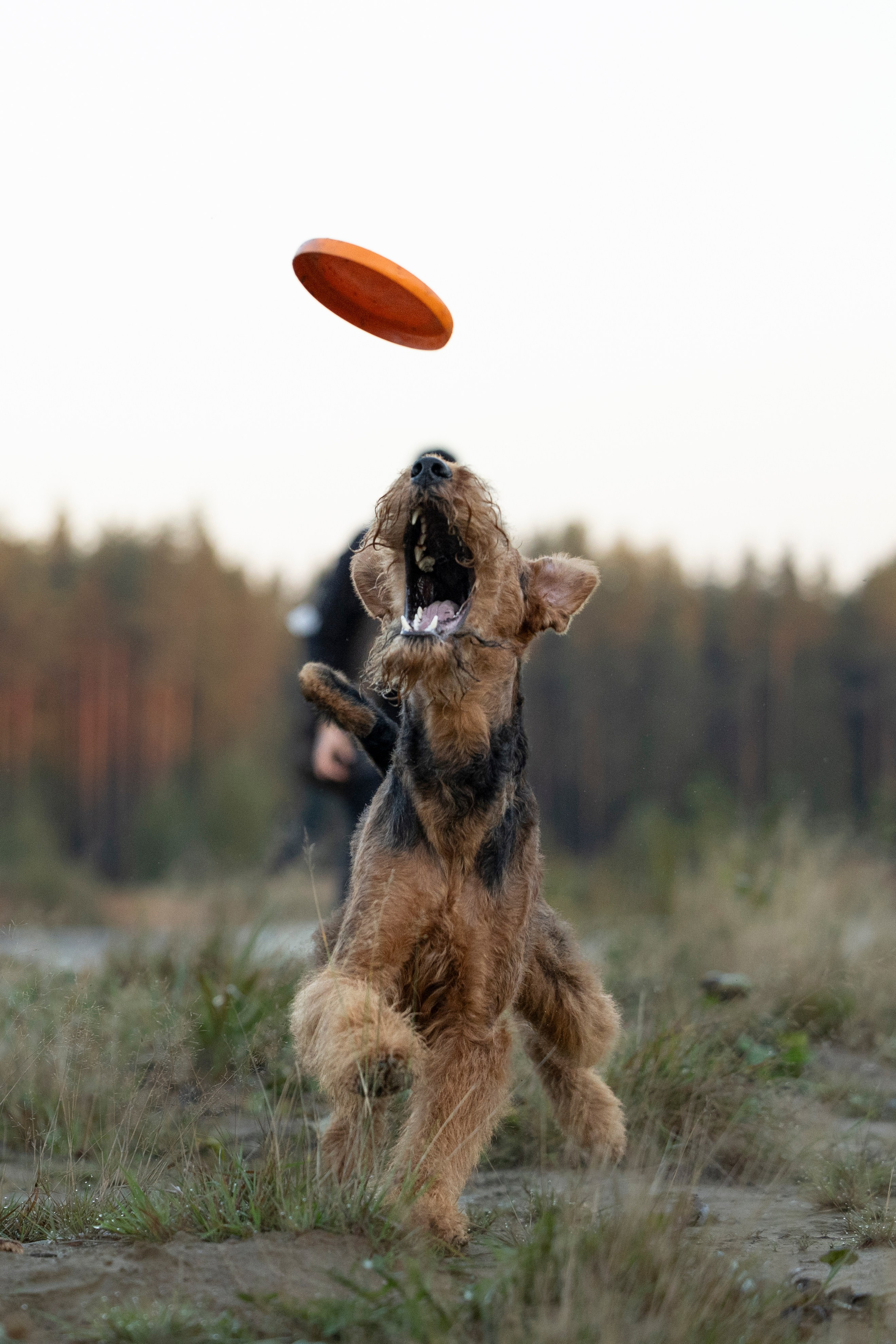 Харди. Фотограф-анималист Анна Маринич