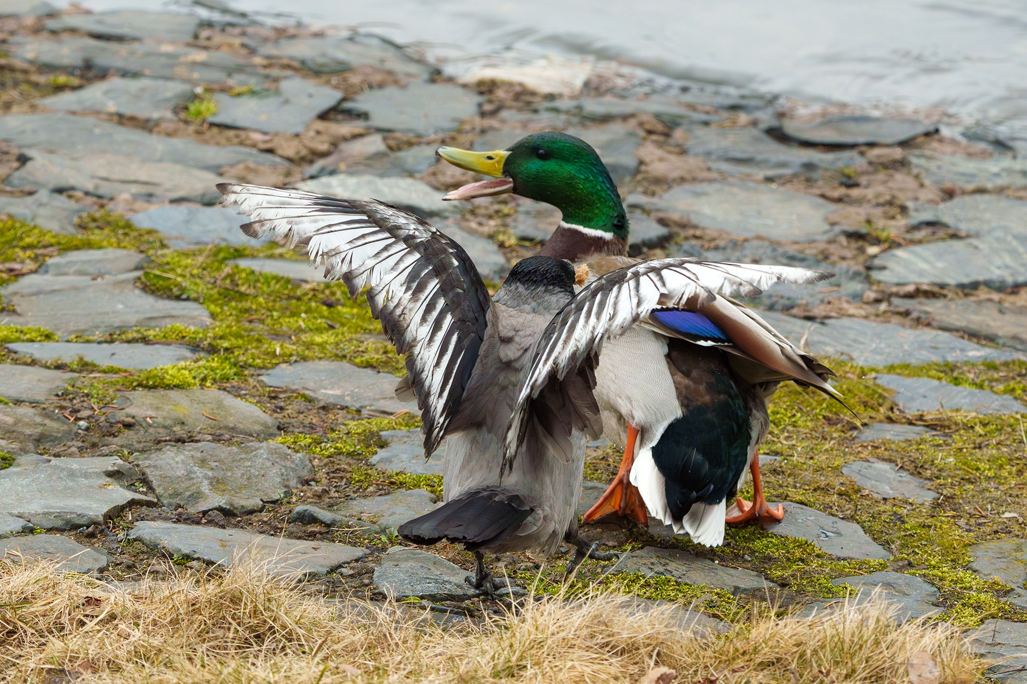 Удивительные мир птиц. Вокруг нас столько прекрасного — присмотритесь!. Ваш личный фотограф Марина Волкова