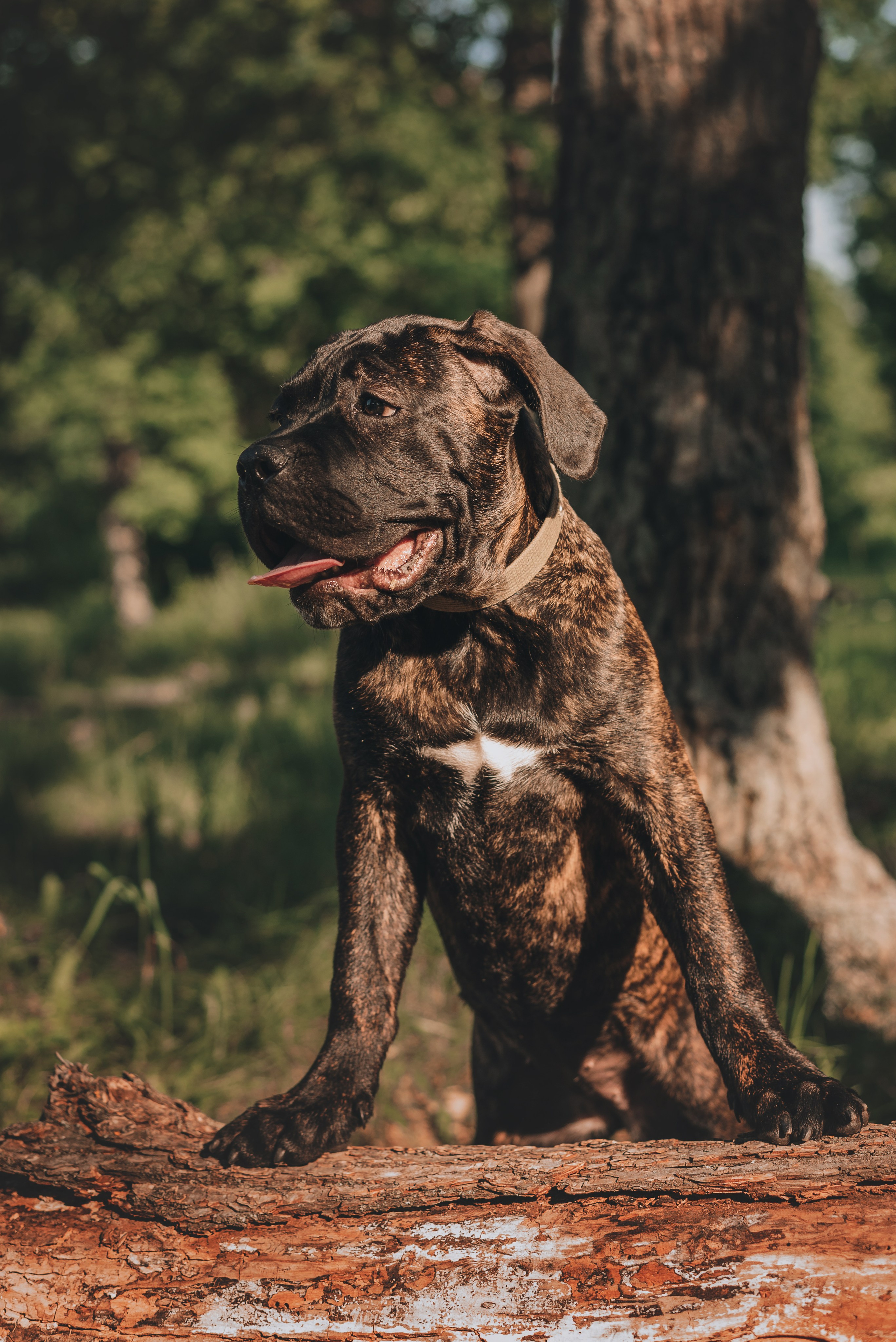 Cane Corso. Natalia Finch Photography — Family, Kids & Pet Photographer in Chicago, IL