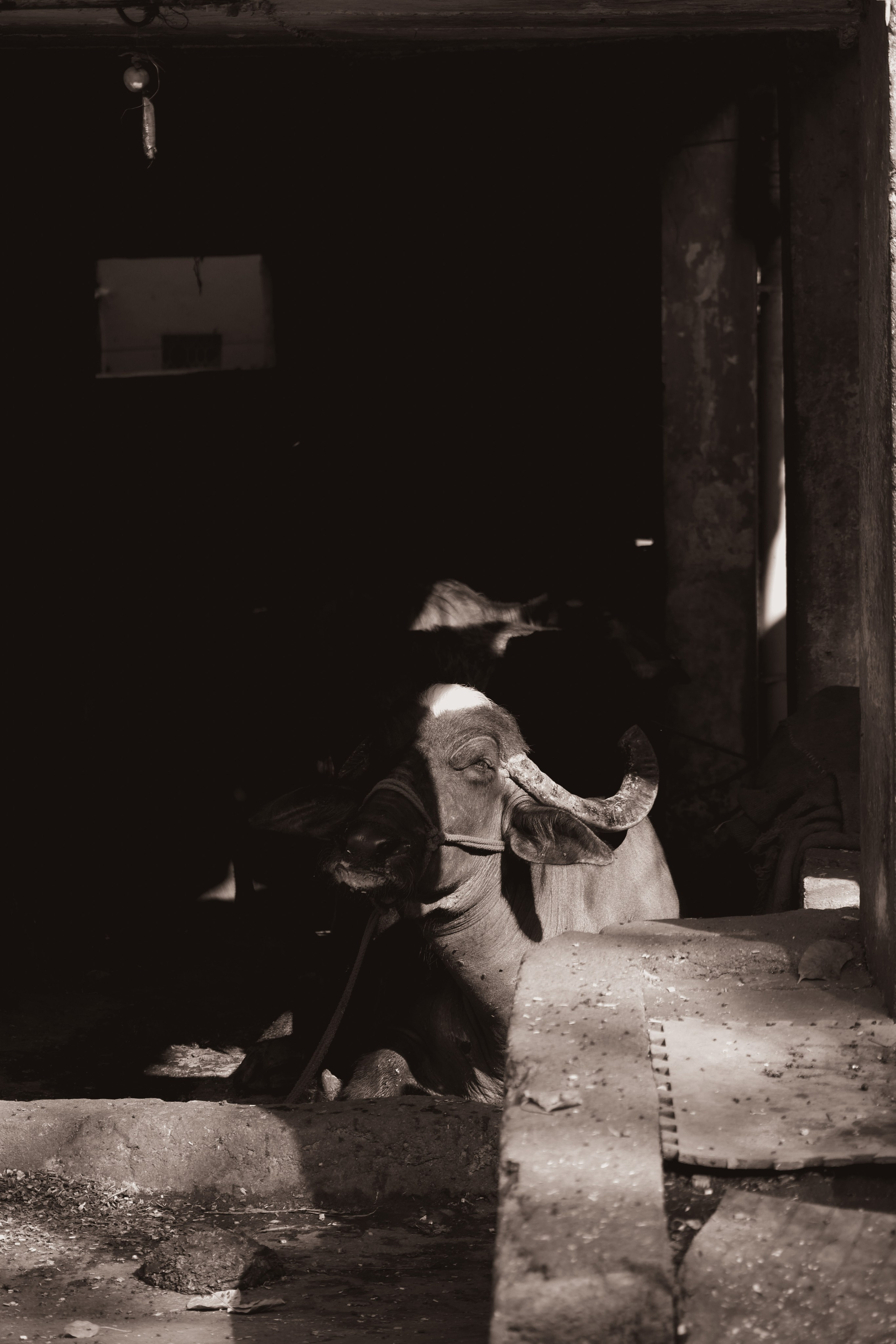 India. Фотограф в Москве