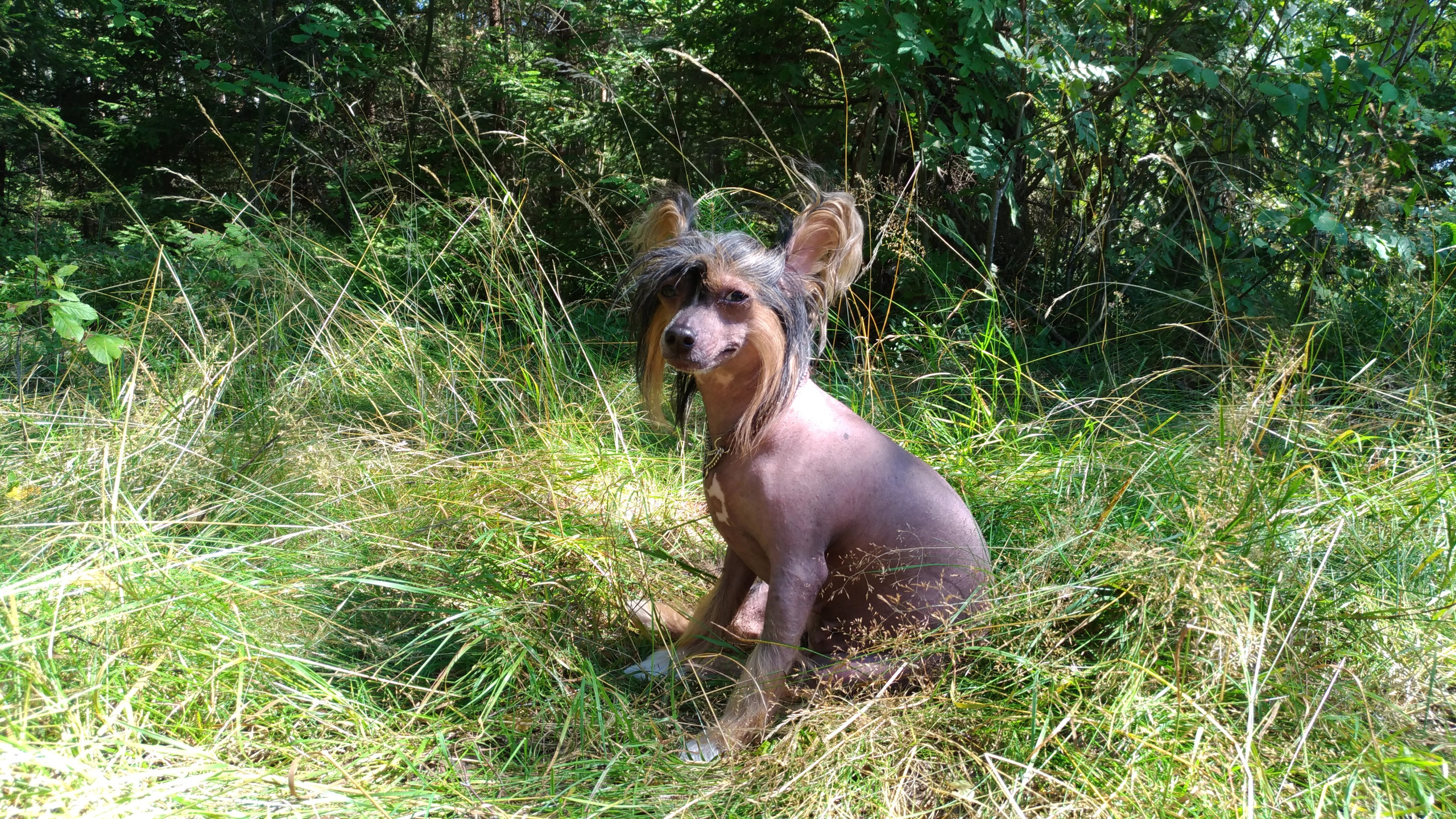 Hike to Konakovo. Poale Ell Chinese Crested Dog Kennel: Buy a puppy from the kennel