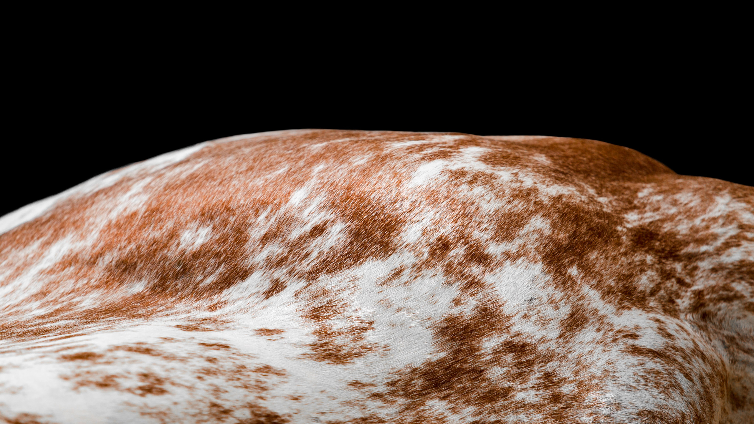 Пятна. KatymartArt — Equine photography