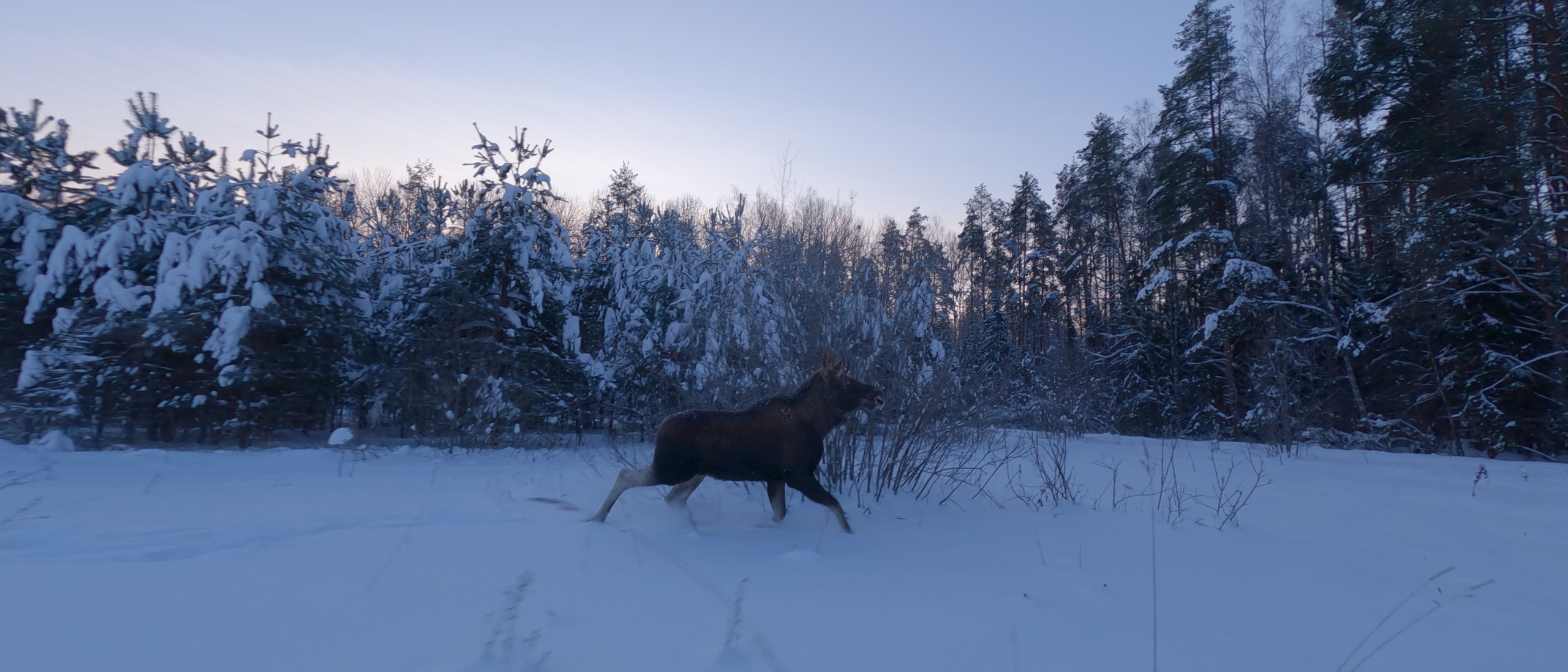 Птицы, животные. Владимир Петухов — фотограф в г. Кинешма. Оператор FPV