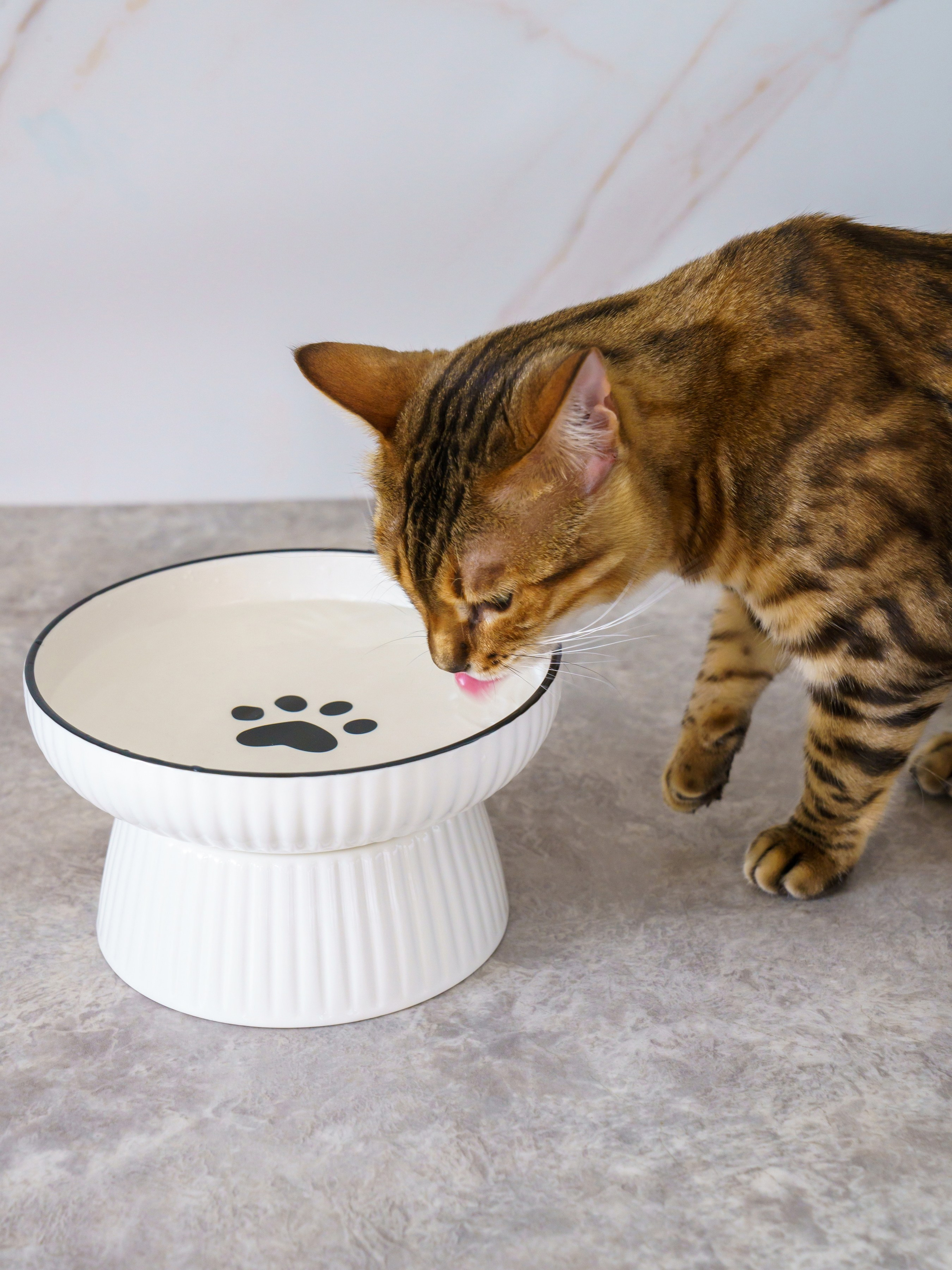 Съемки с животными. КЕД Студия-контент агентство полного цикла СПБ. Создаём фото, видео и контент, который помогает брендам и селлерам продавать больше