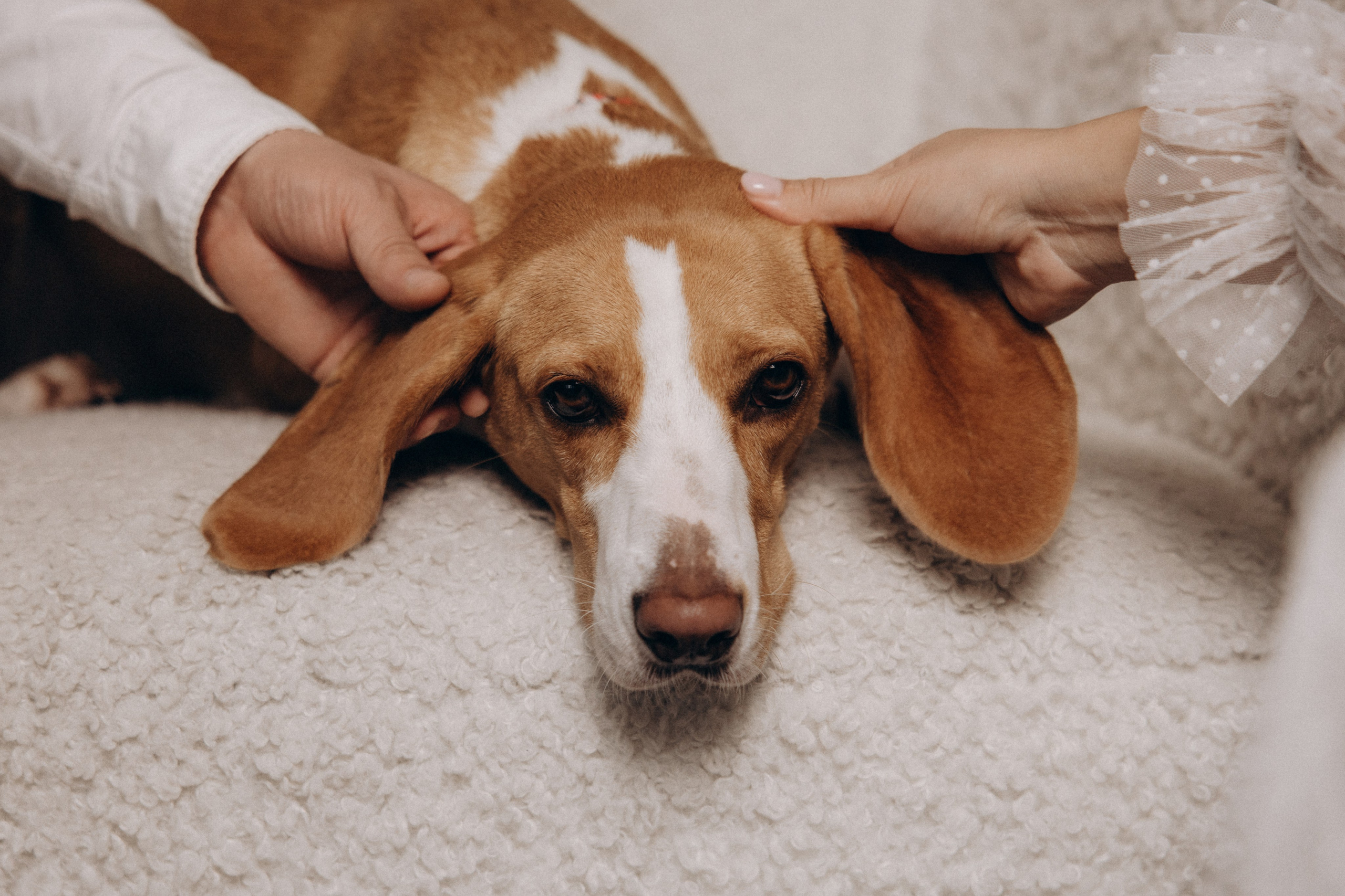 История любви. Фотограф анималист в Казани Алина Сулейманова. Фотограф животных