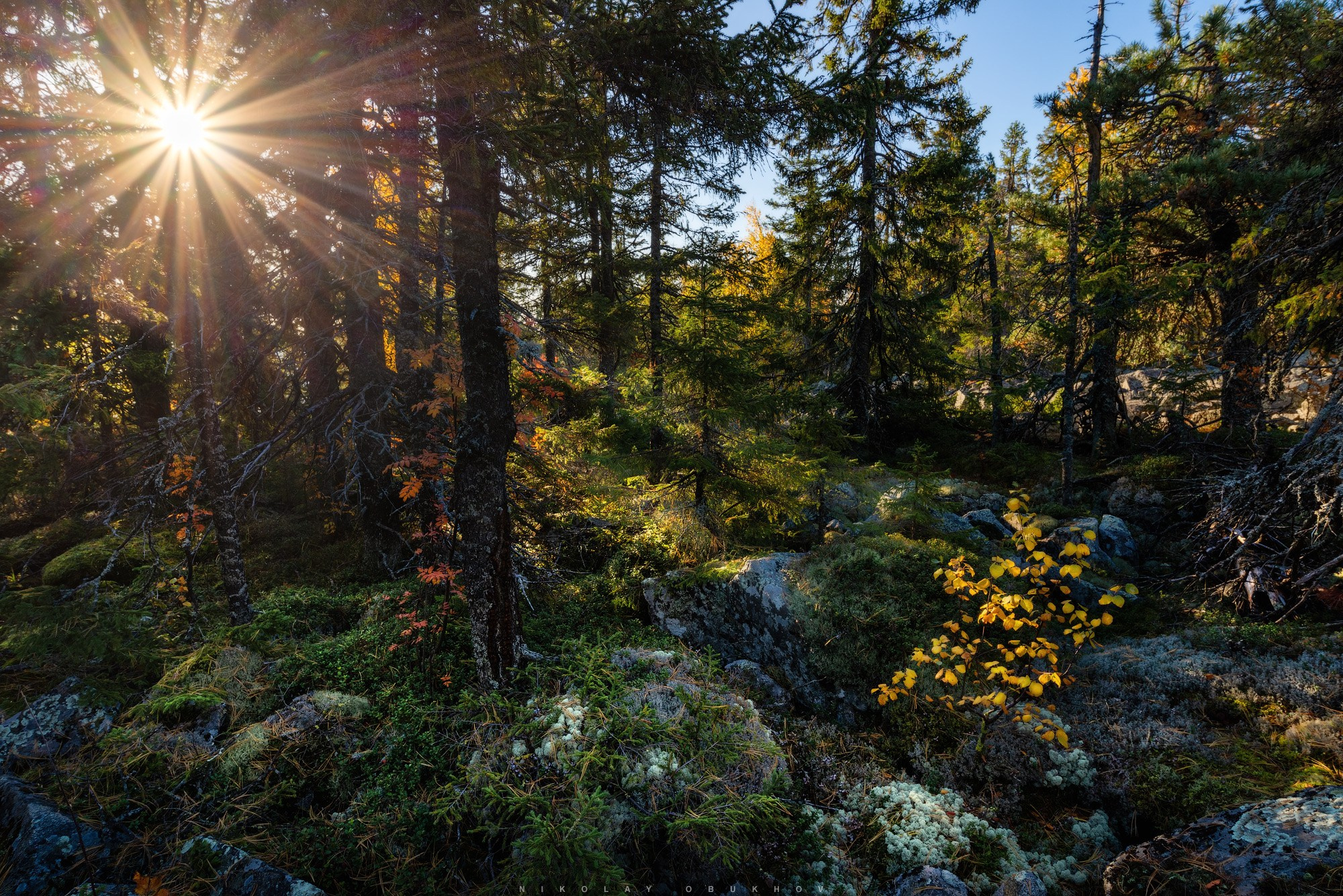 Фото осеннего леса на горе Белая. Солнце проглядывает сквозь ветви деревьев