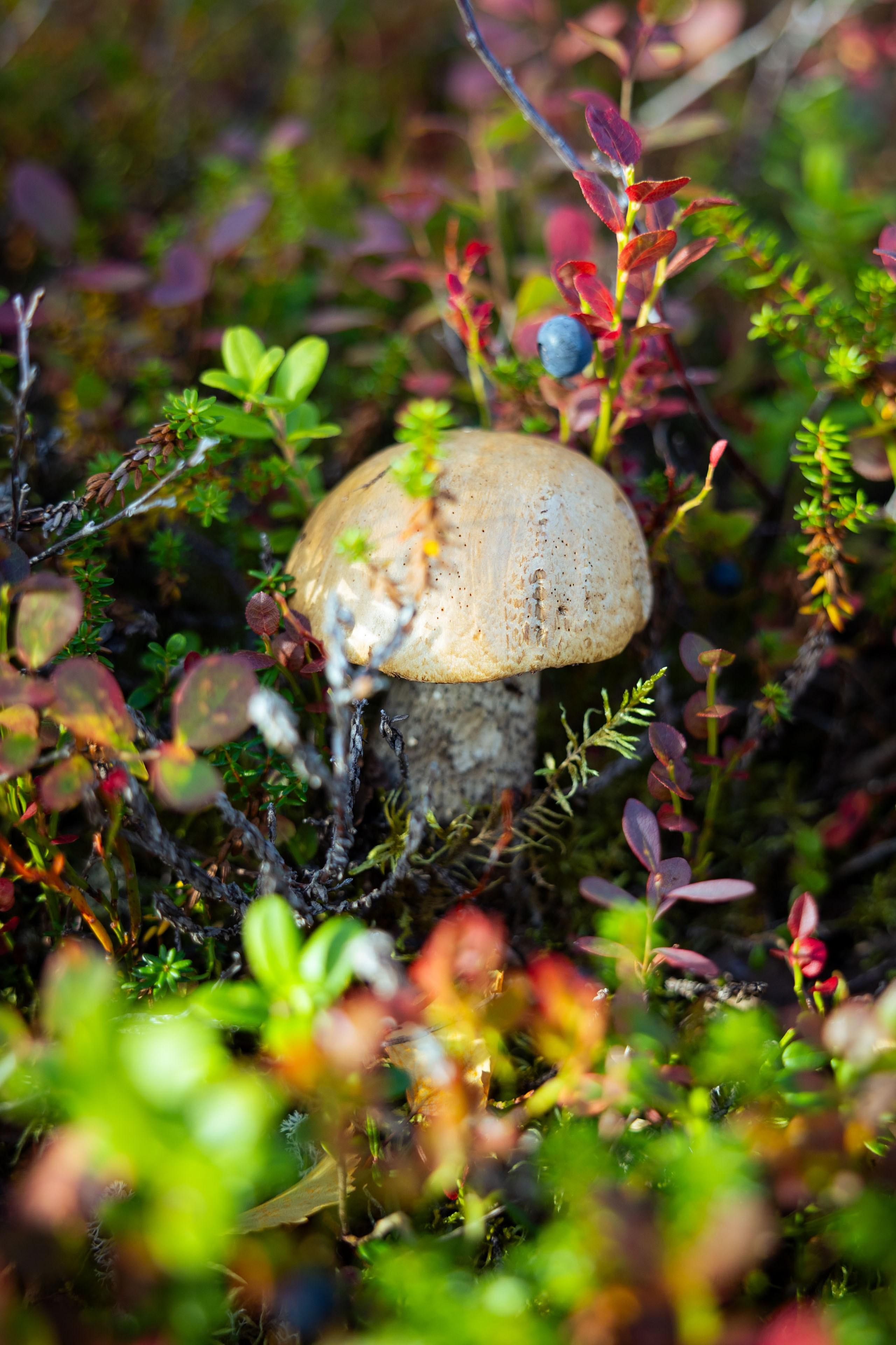 Кольский (осень 2025). Фотограф Виноградов Константин
