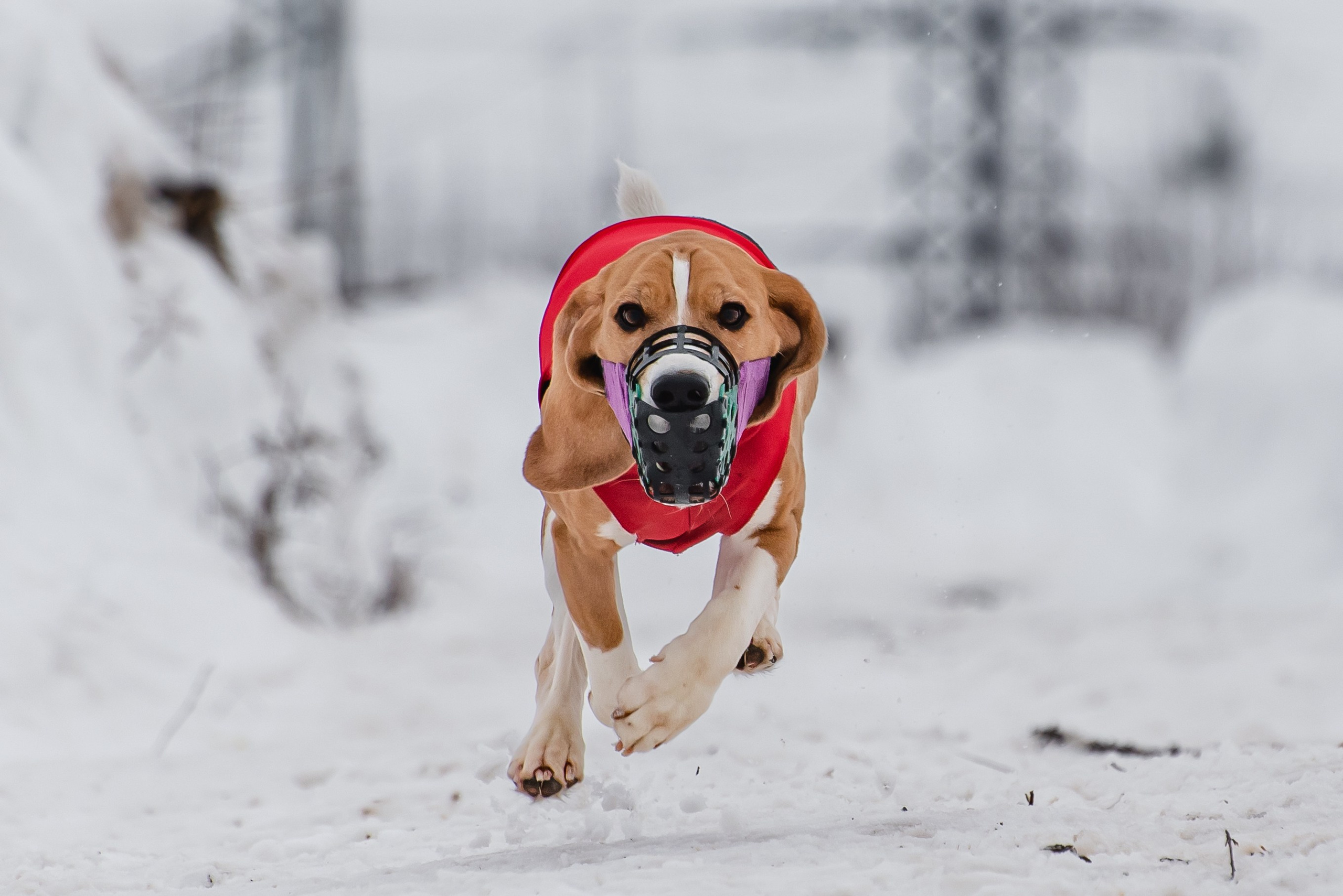 Спортивный фотограф анималист курсинг. Фотограф Макс Огурцов в Нижнем Новгороде