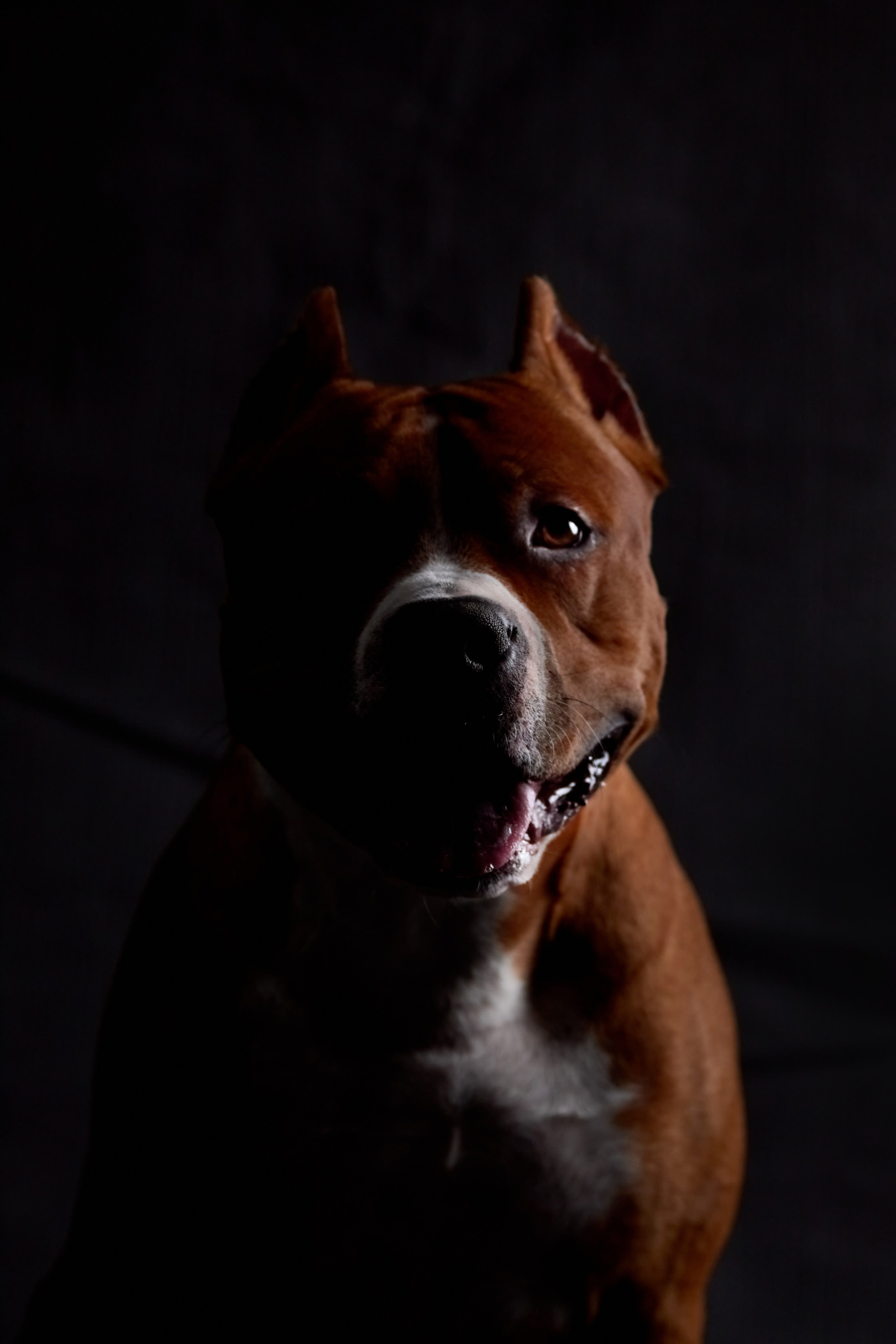 Фотосессия с животными. Фотограф анималист — Тула, Москва