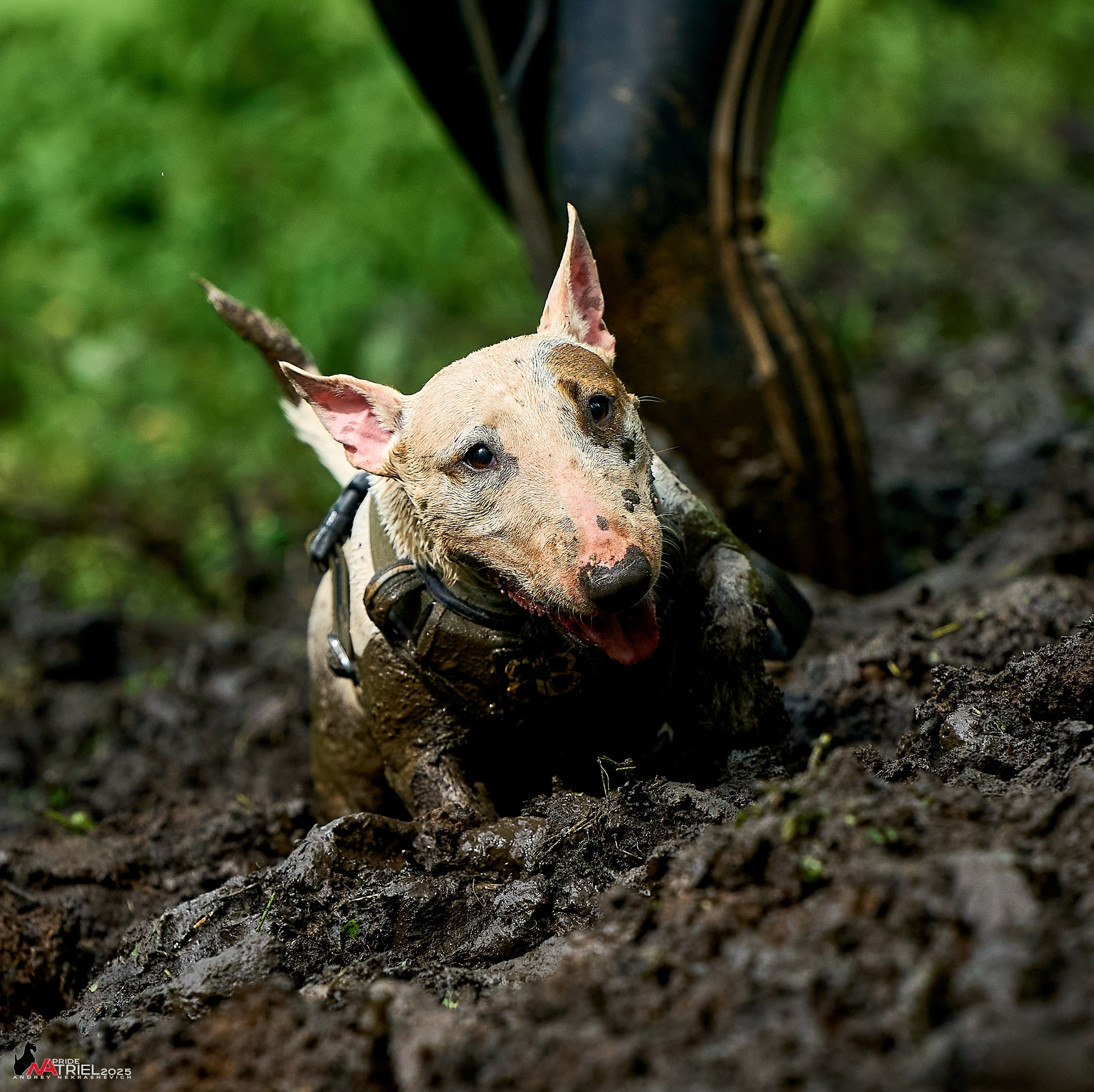 Russian Extreme Dog Trail — 2025