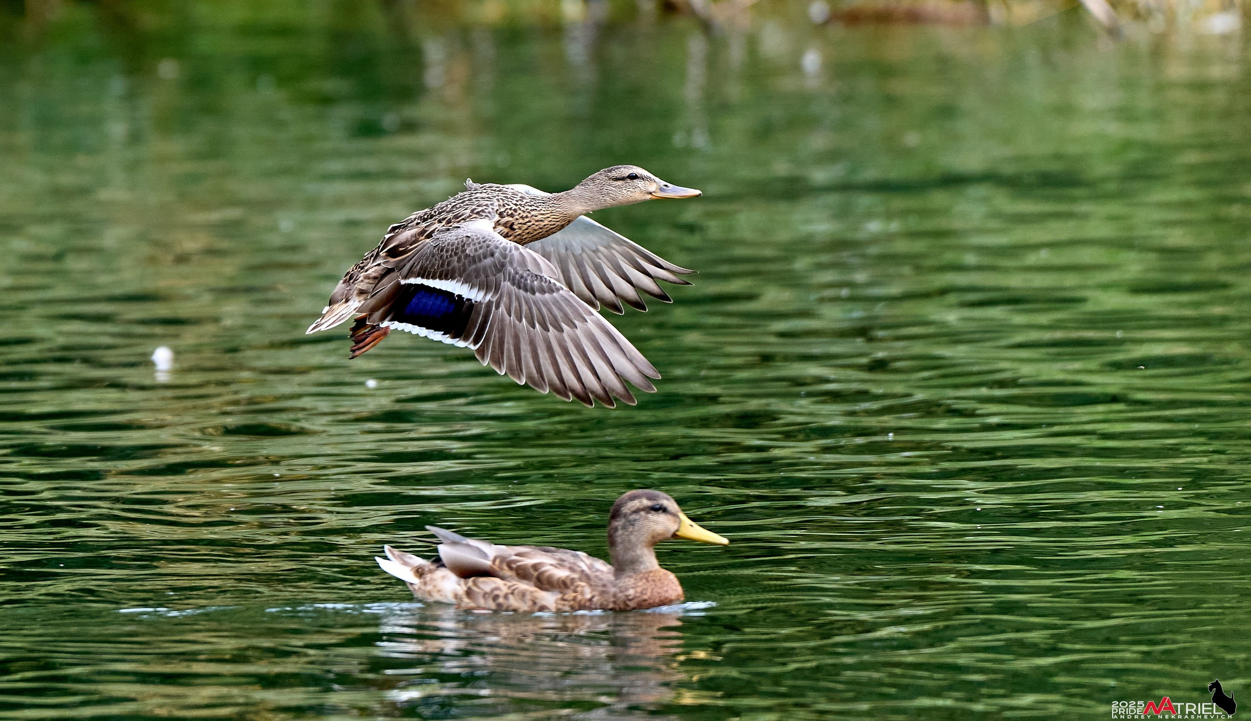 Утки на пруду