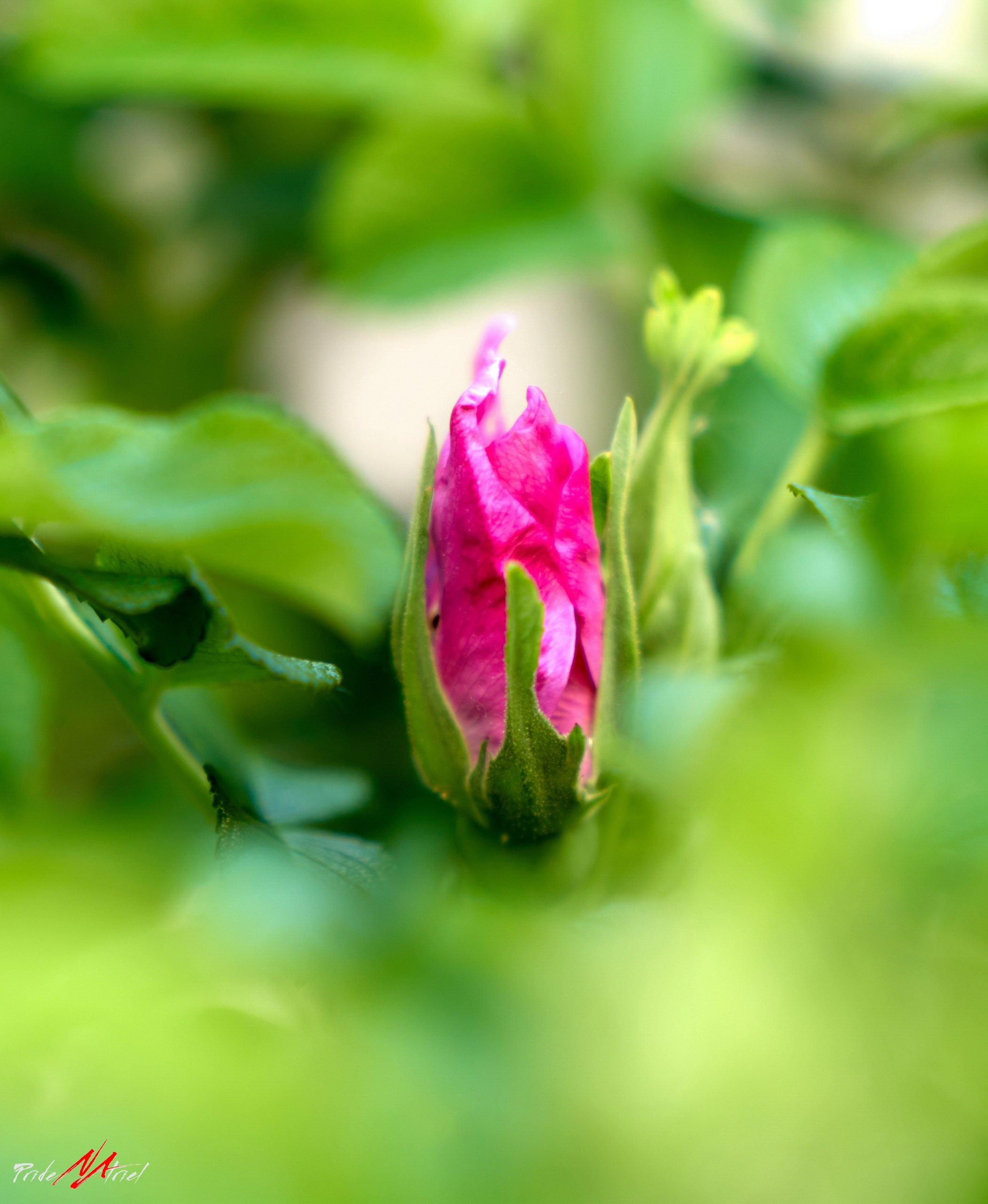 Лютики-цветочки — галерея NATRIEL