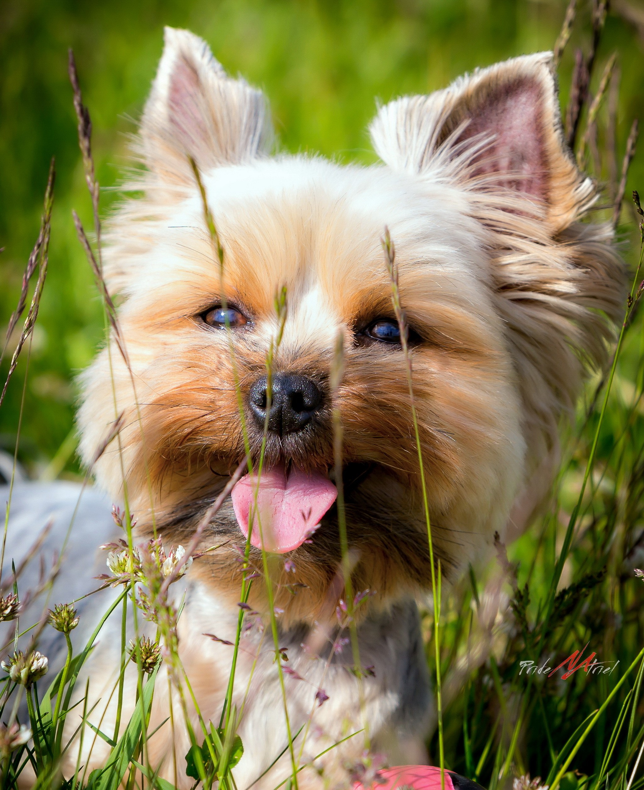 Йоркширский терьер Циля