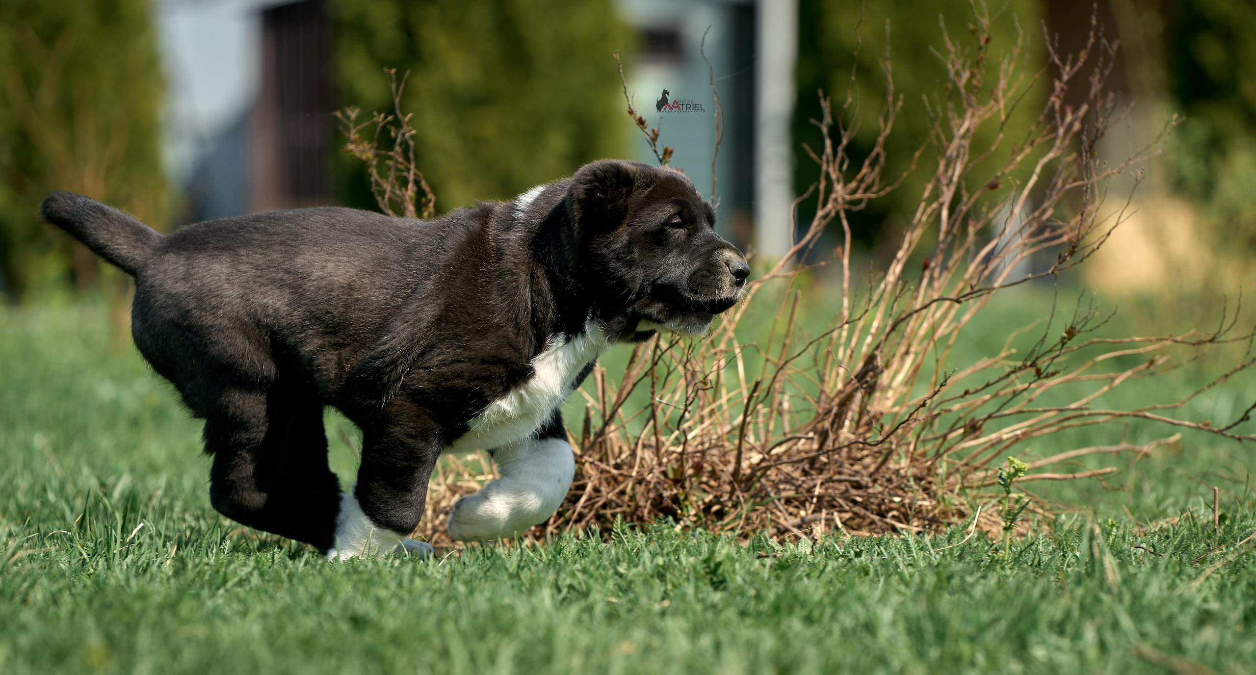 Среднеазиаты — щенки и взрослые