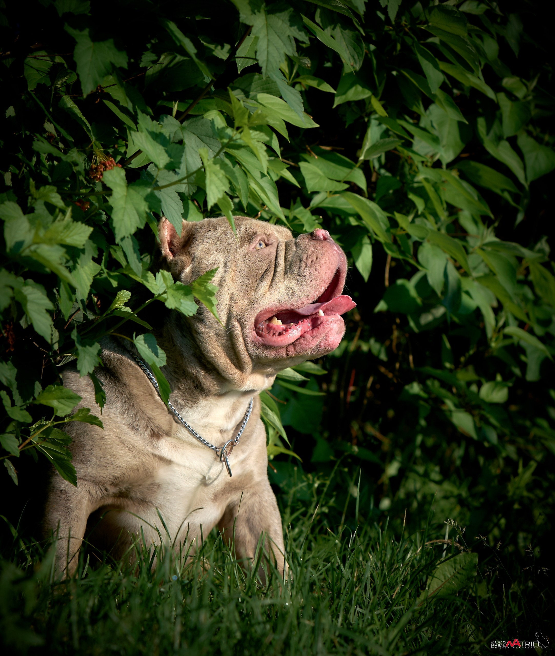 Съемка собак породы булли на природе