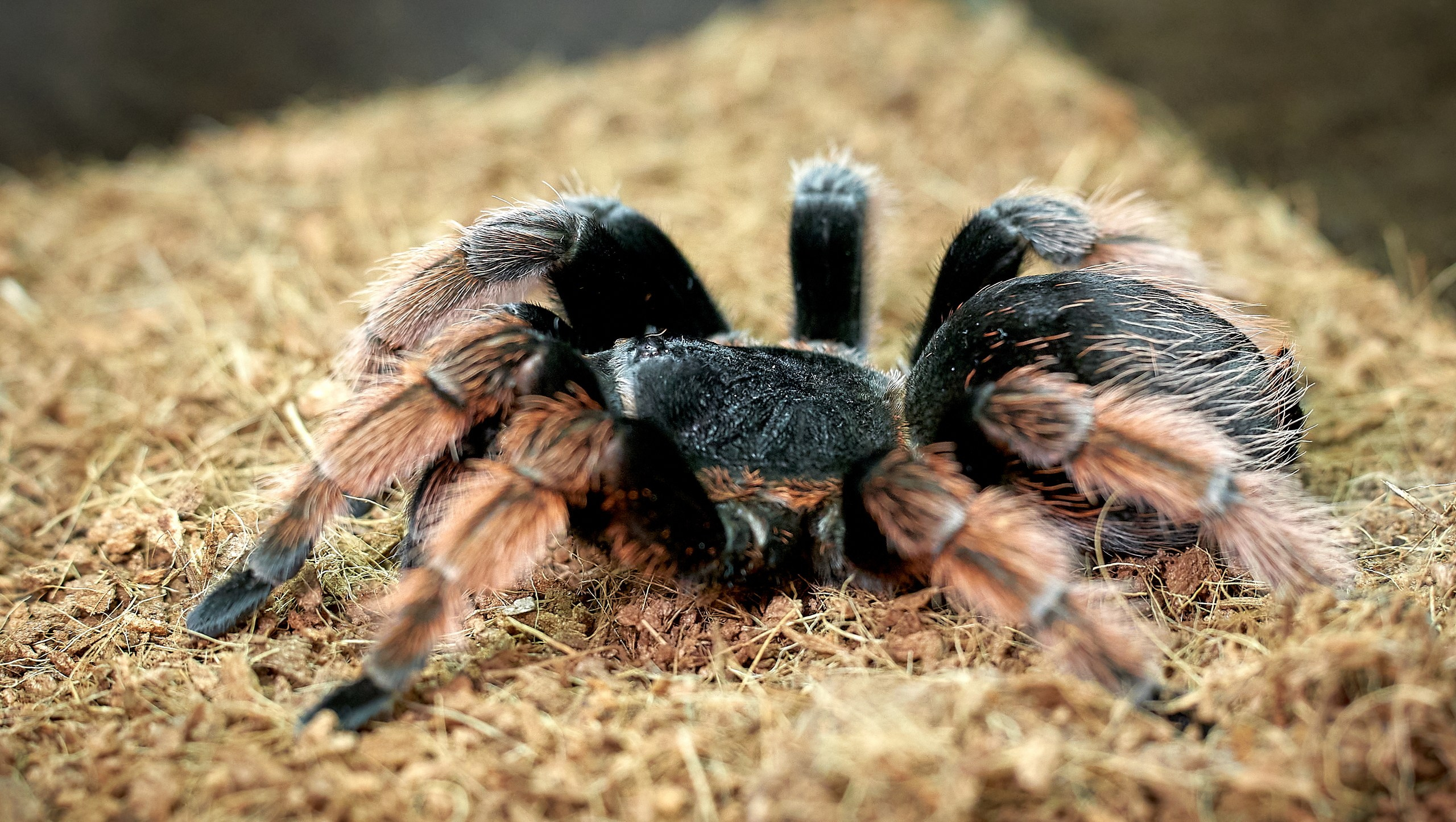 Рептилии — галерея NATRIEL