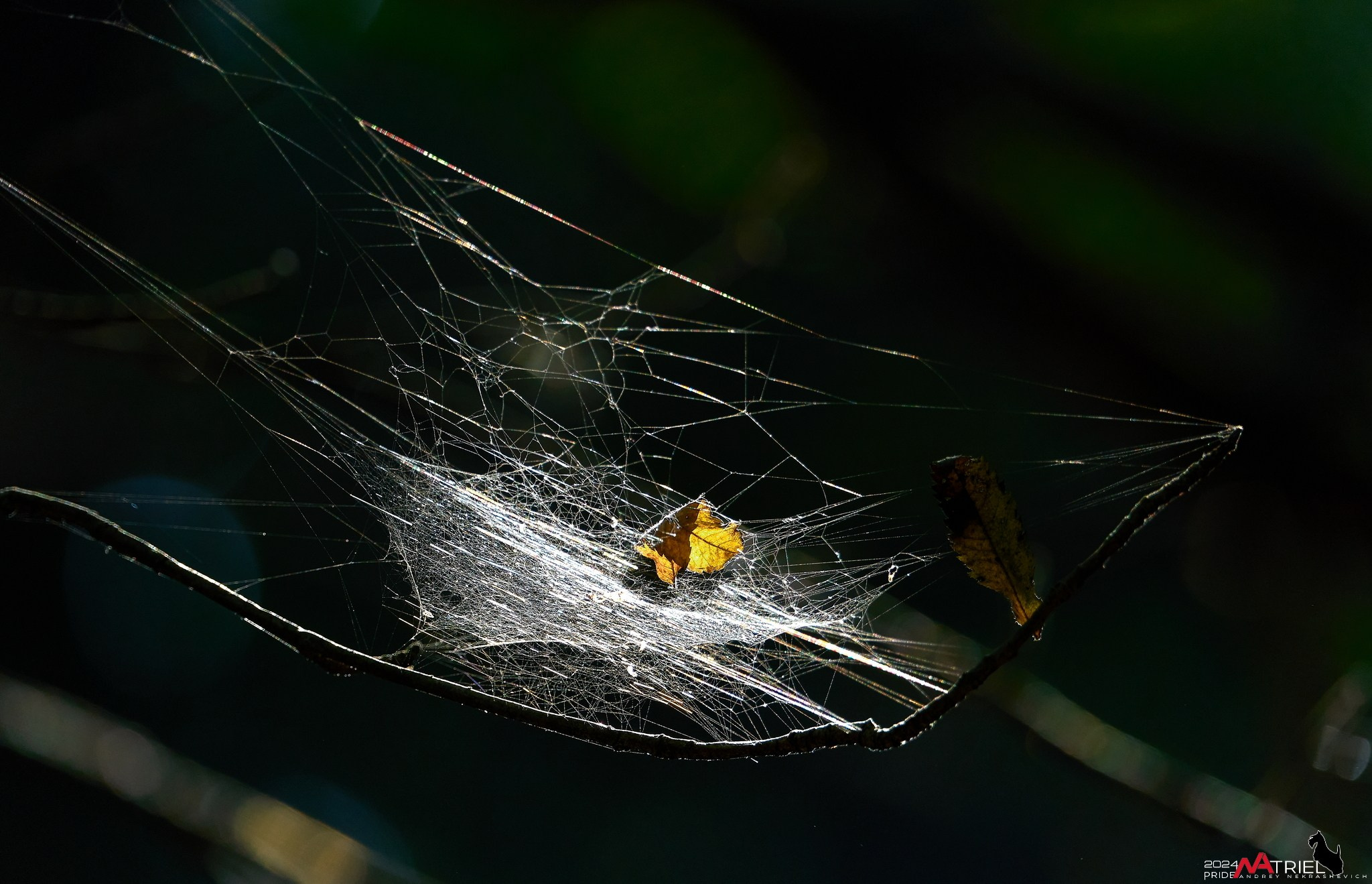 Фотопрогулка на природе