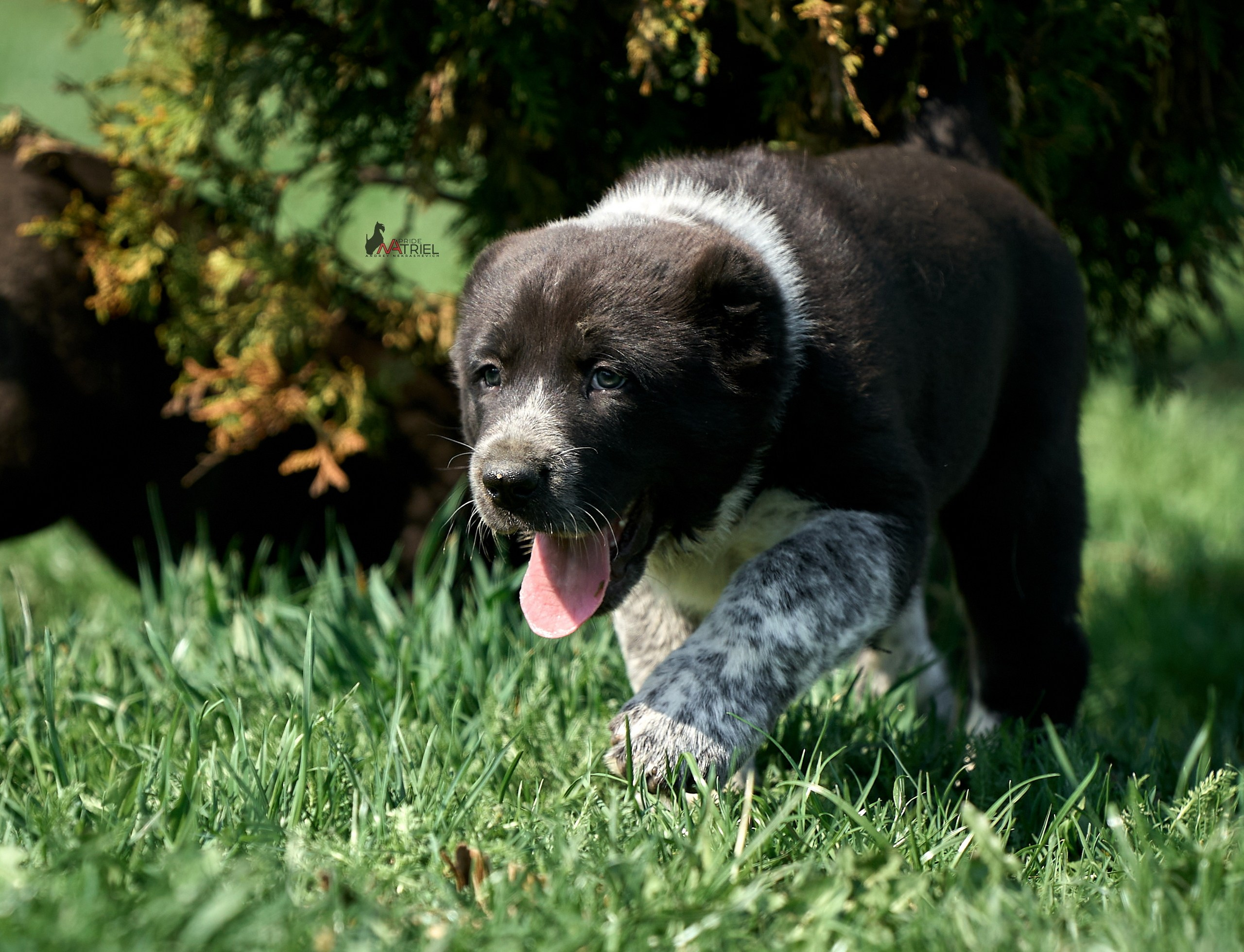 Среднеазиаты — щенки и взрослые