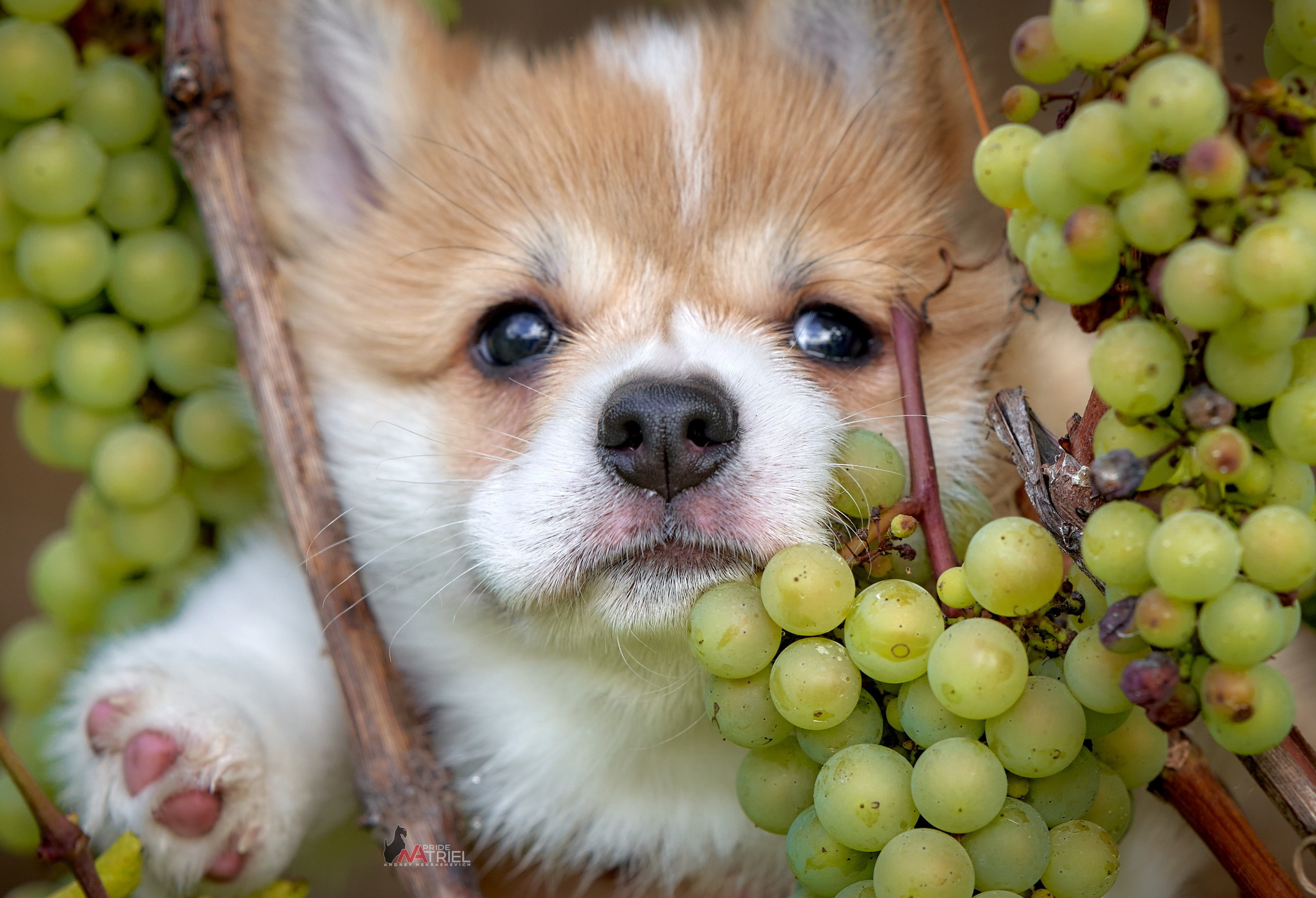 Щенки на прогулке — галерея NATRIEL