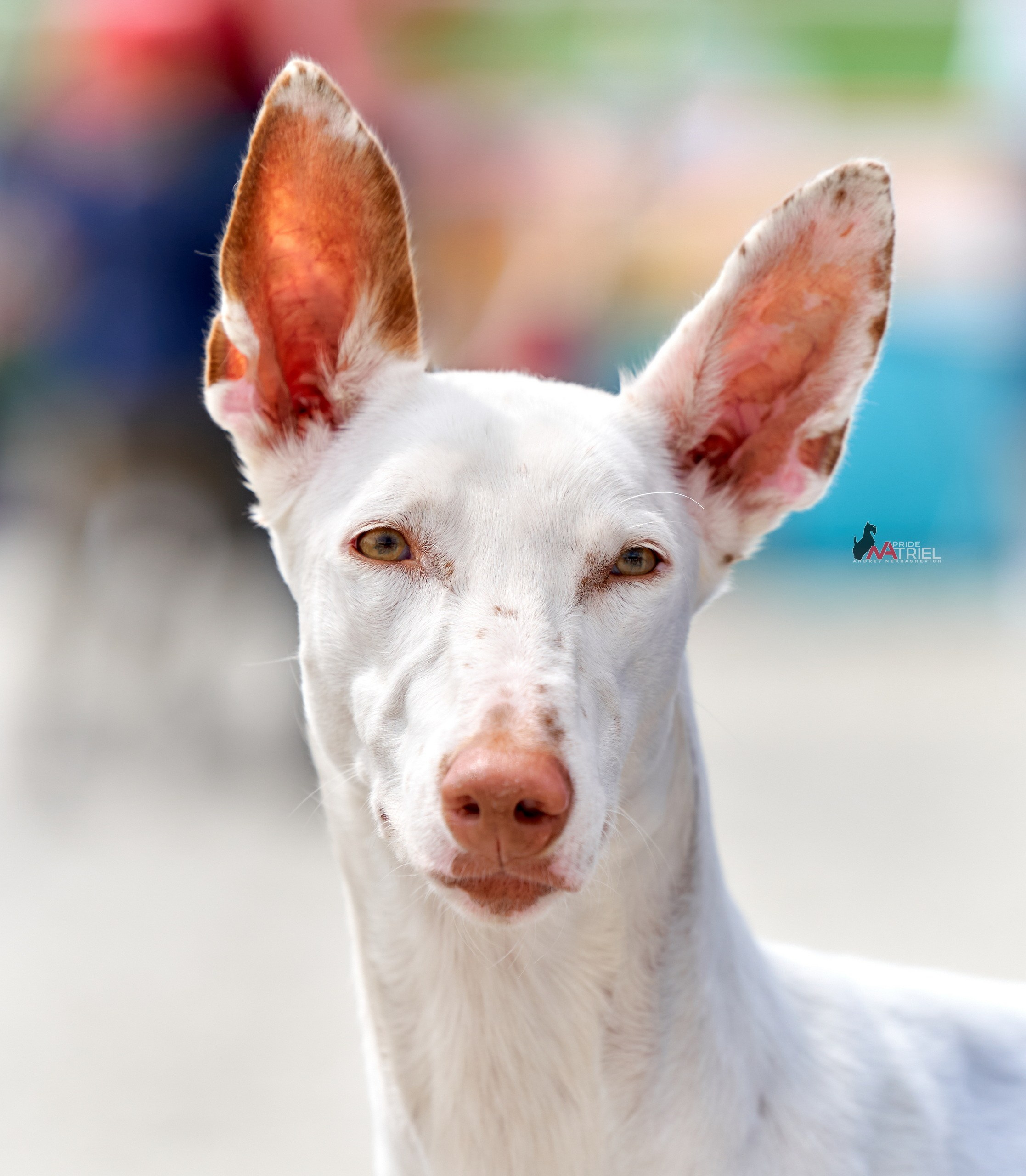 Портреты собак — галерея NATRIEL