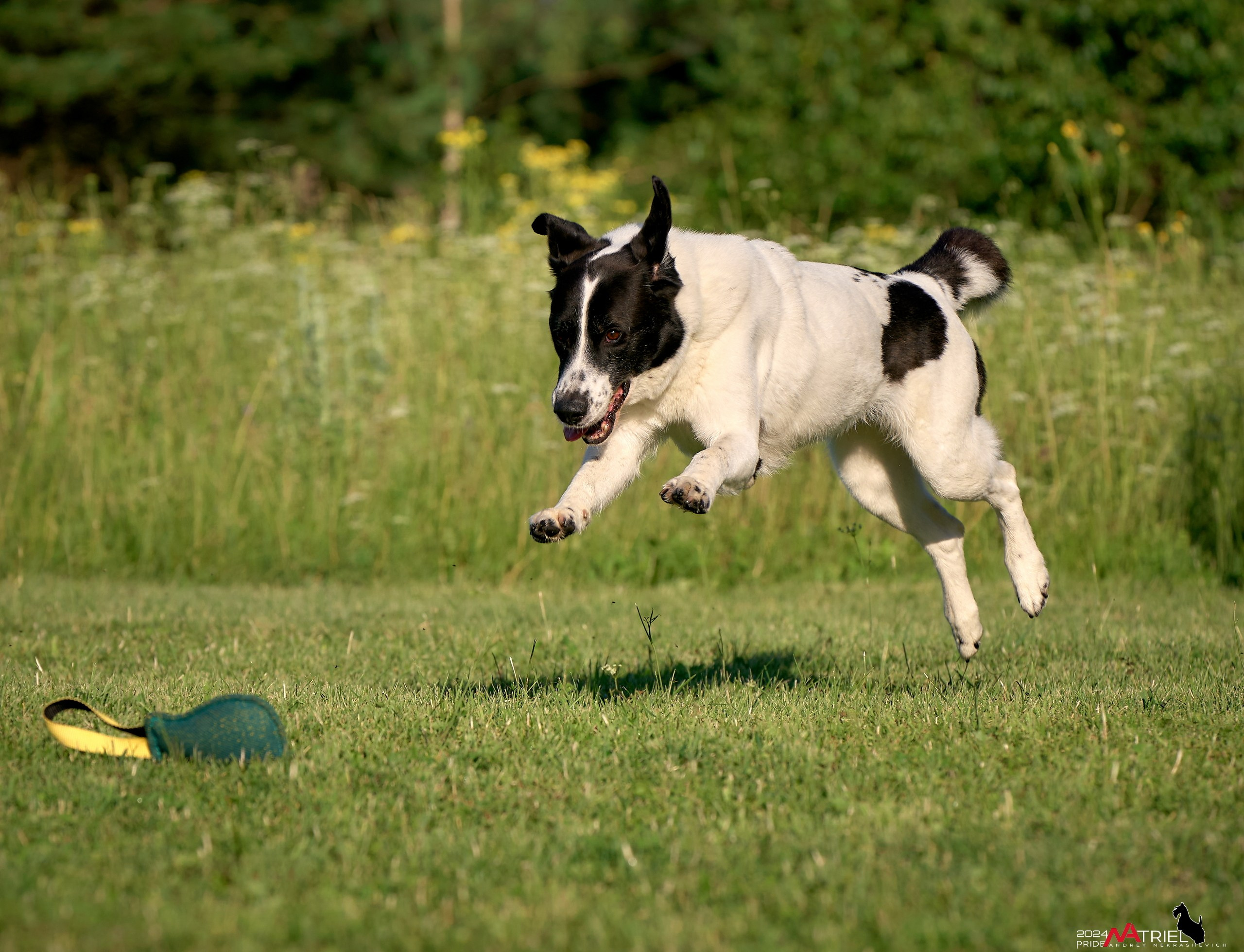 Репортаж из кинологического лагеря