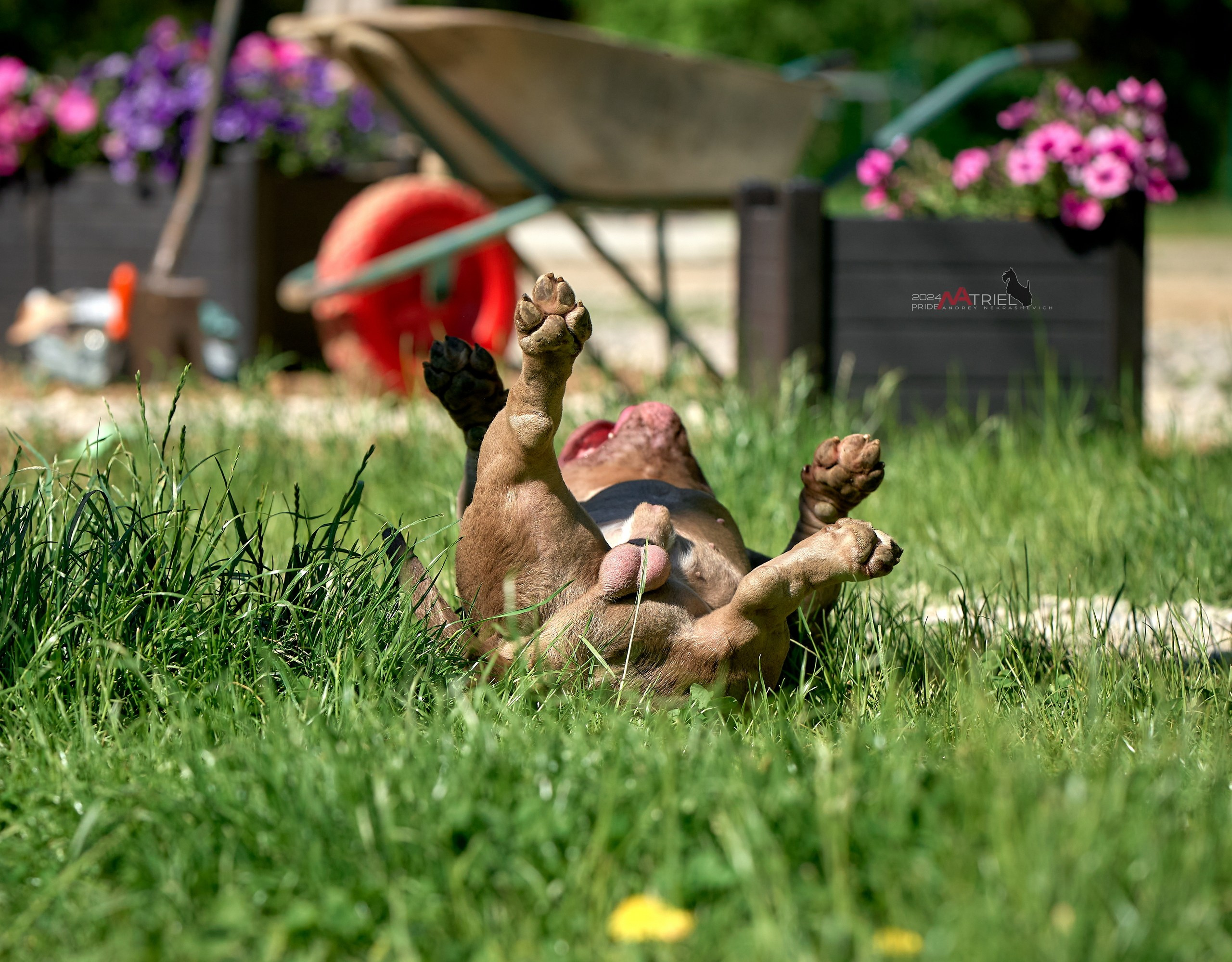 Портреты собак — галерея NATRIEL