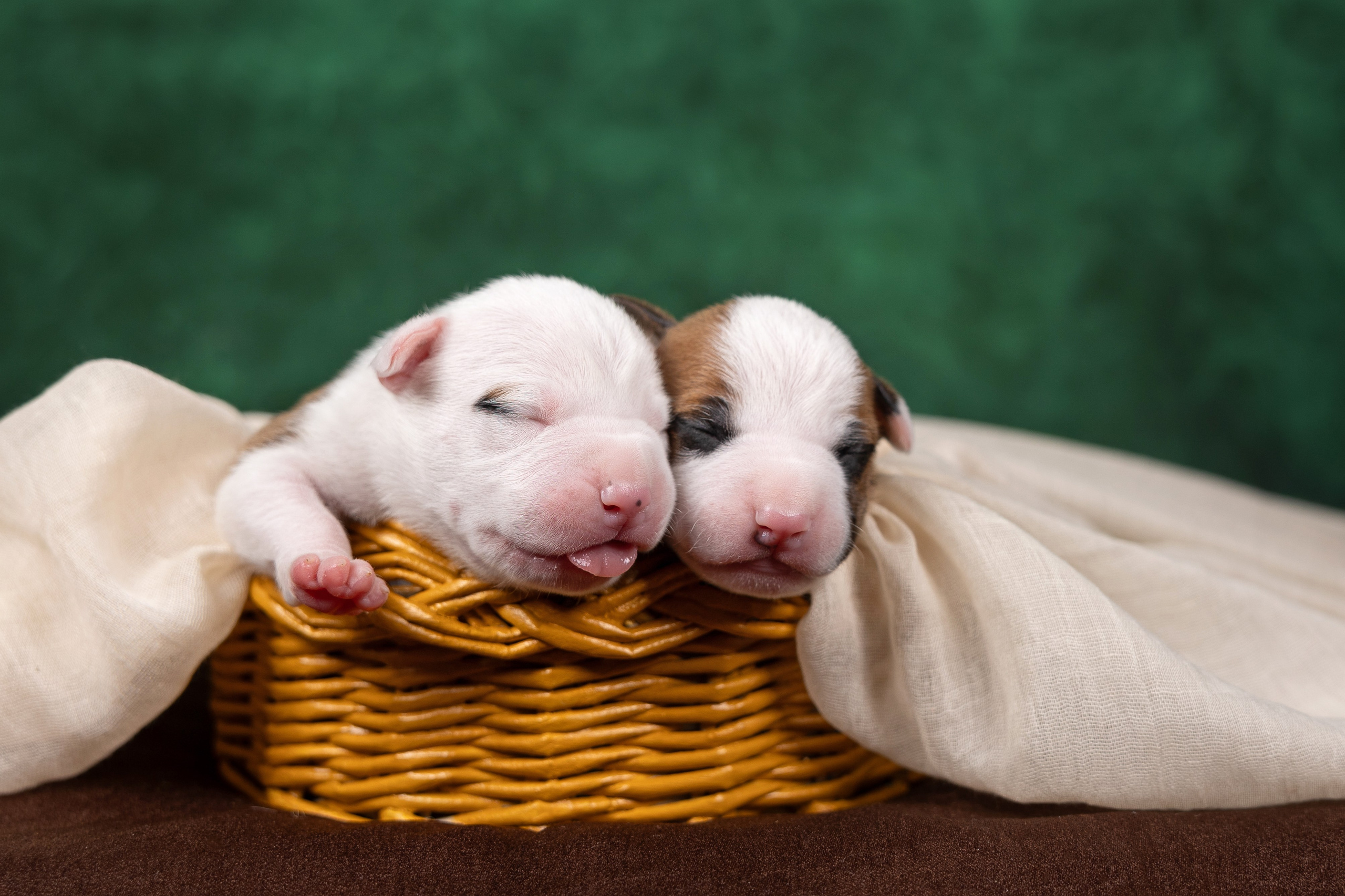 Щенки в домашней студии. Фотограф анималист в Казани Алина Сулейманова. Фотограф животных