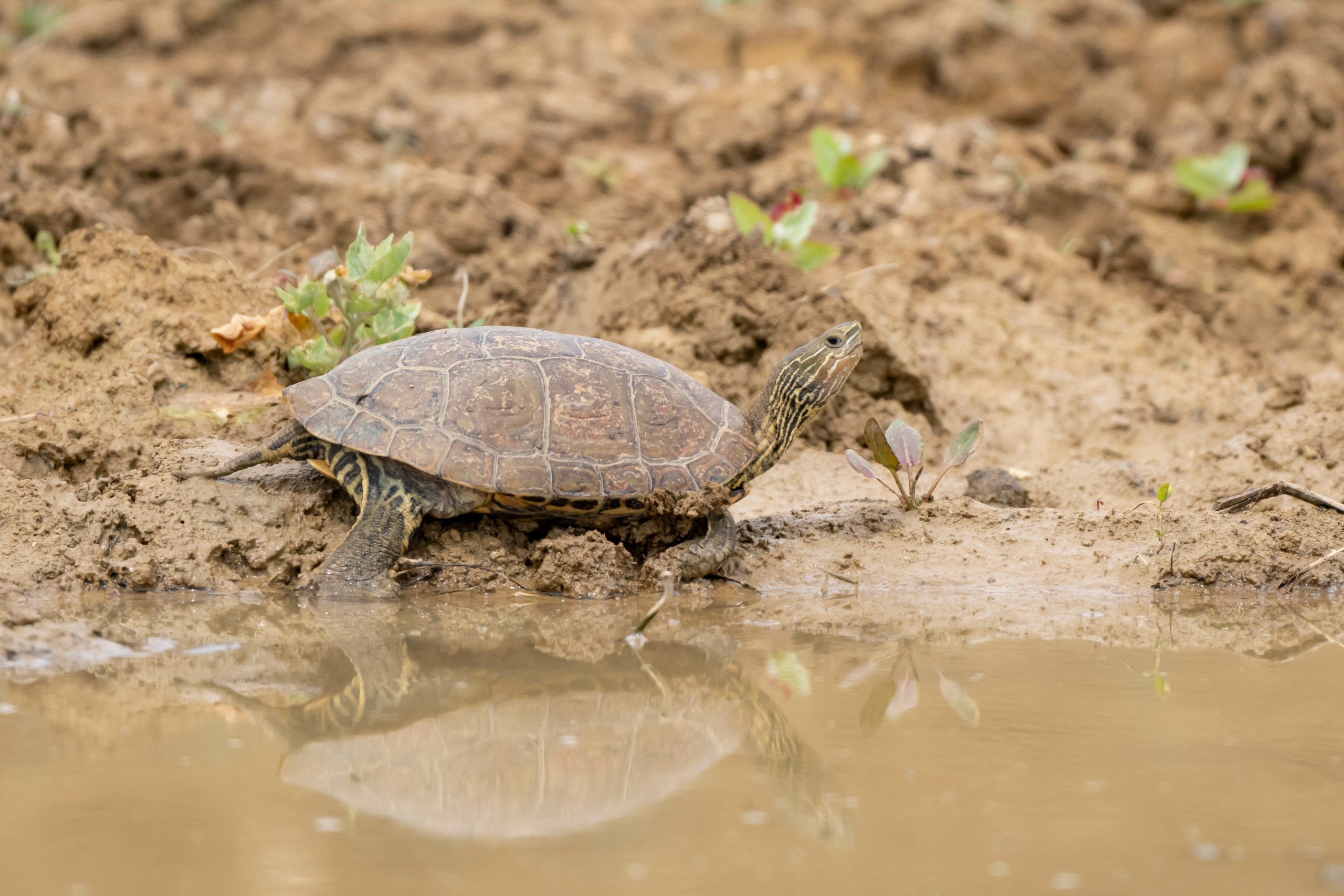 Дикая природа Дагестана. Май 2025 г. Foto-Zuev фотография как искусство