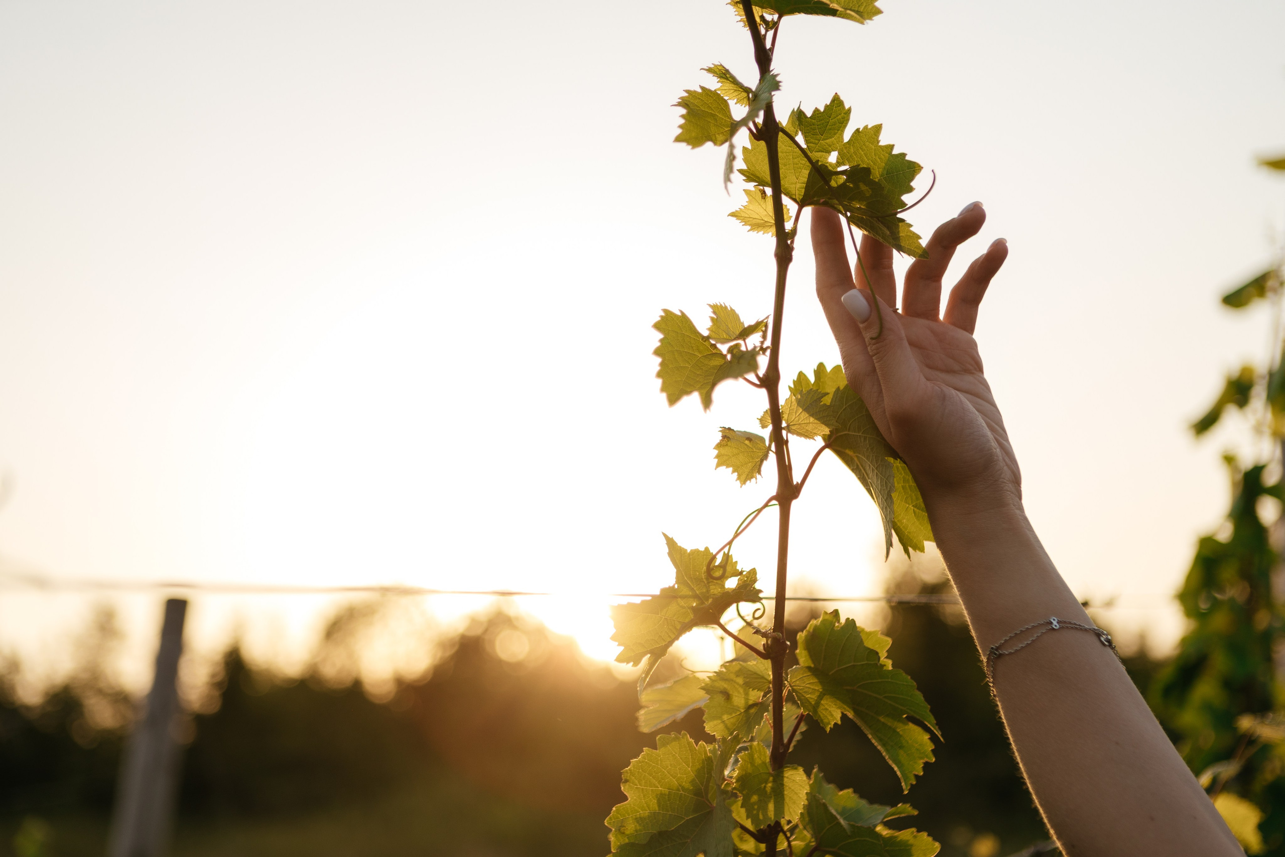 Сергей и Анастасия. Свадебный фотограф Алина Поддубная