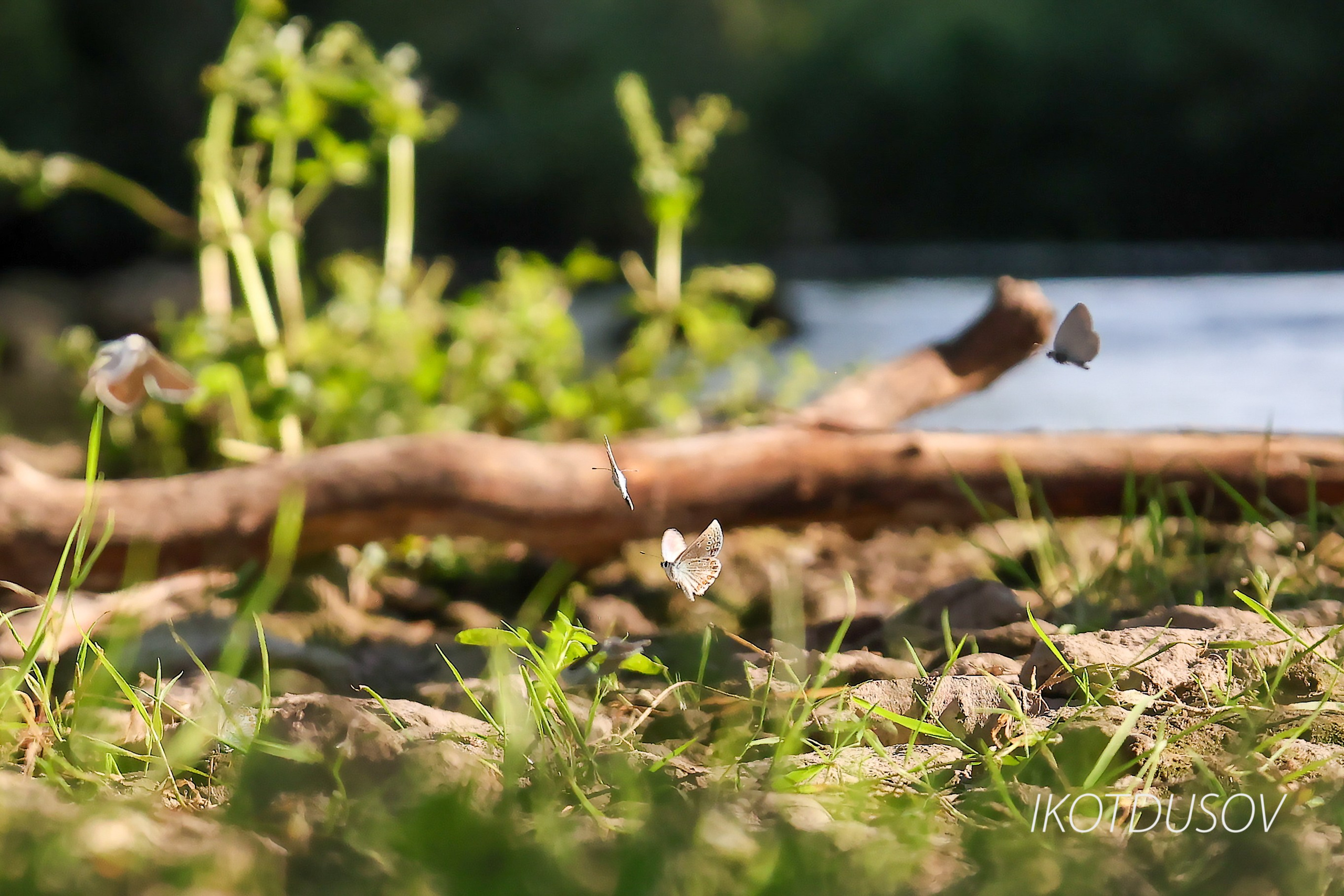 Животный мир. Ikotdusov