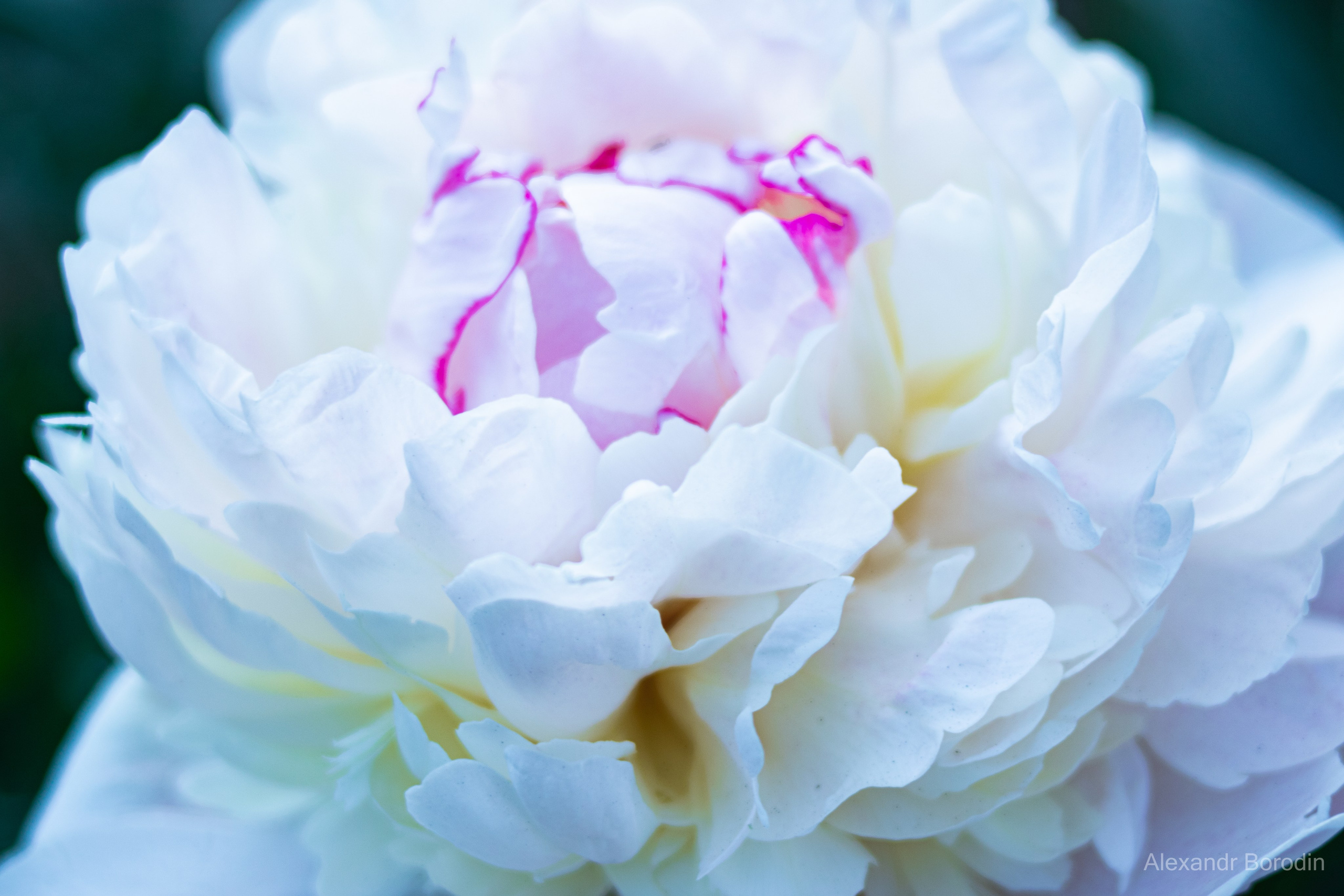 Макро. Профессиональный фотограф Александр Бородин