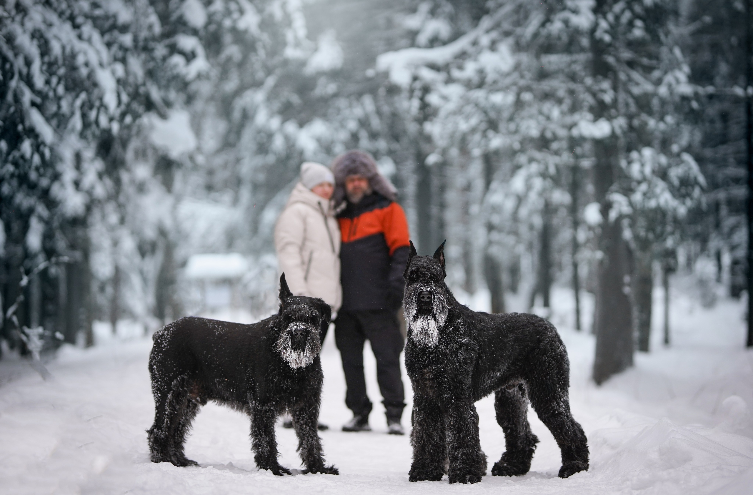 Оля Миша и шнауцеры. Фотограф-анималист в Санкт-Петербурге Яна Мартынова